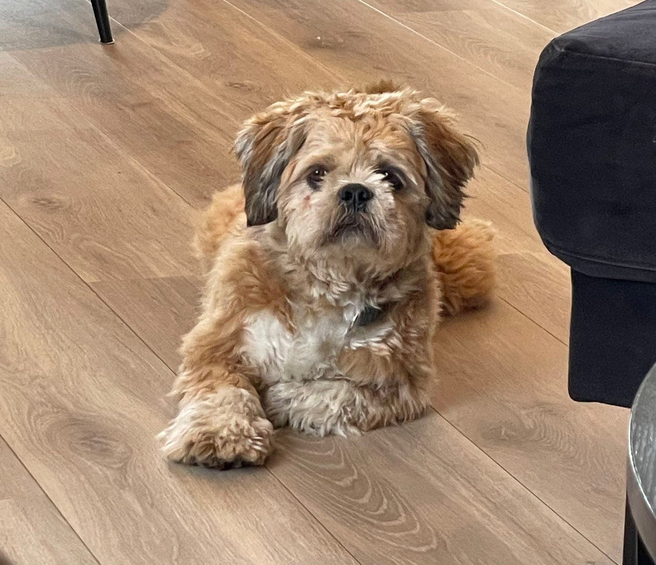 Lhasa apso