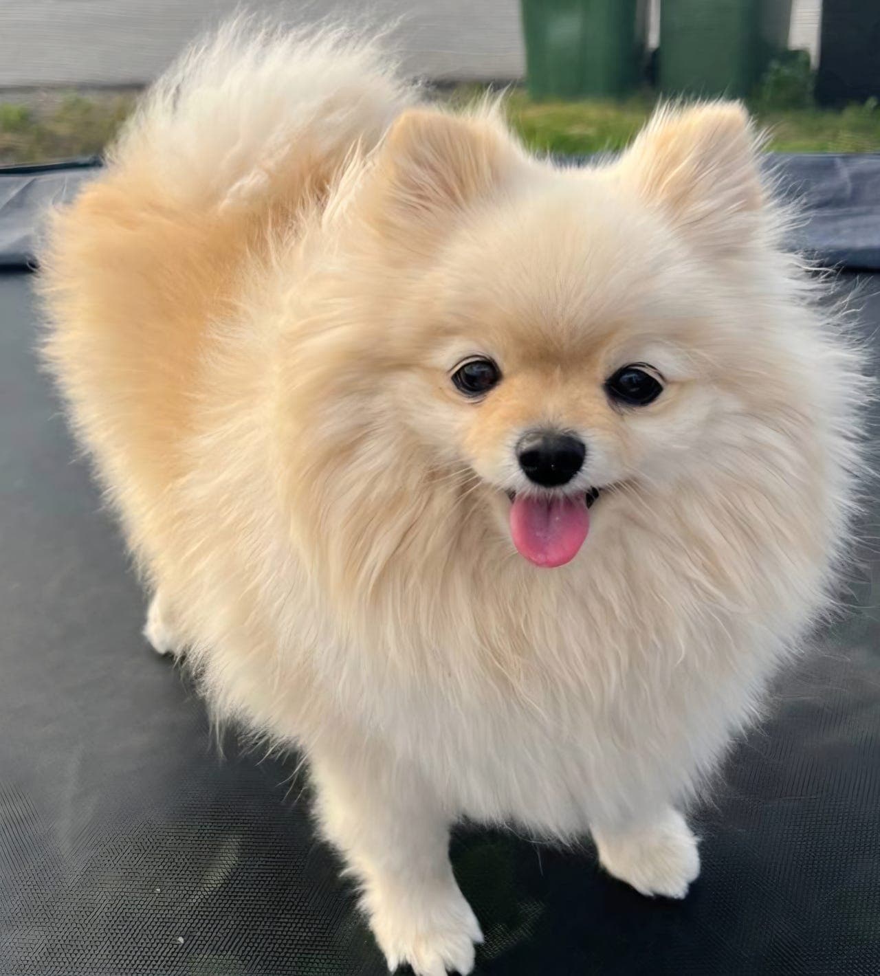 Kremfarget Pomeranian tispe