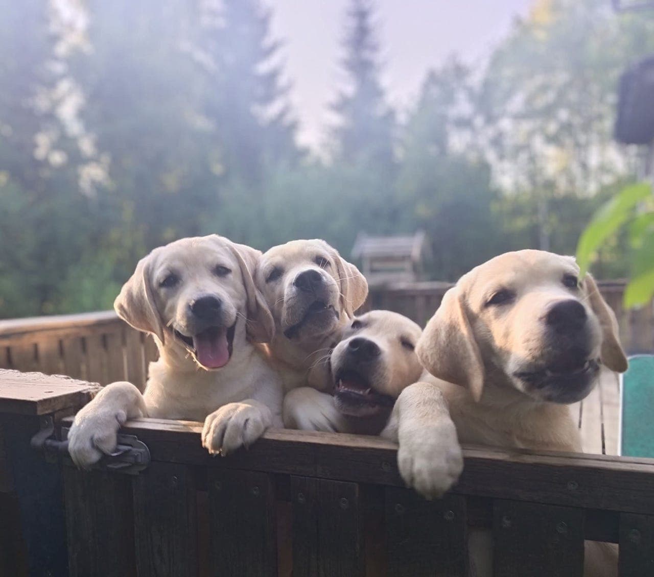 Labrador hannvalp