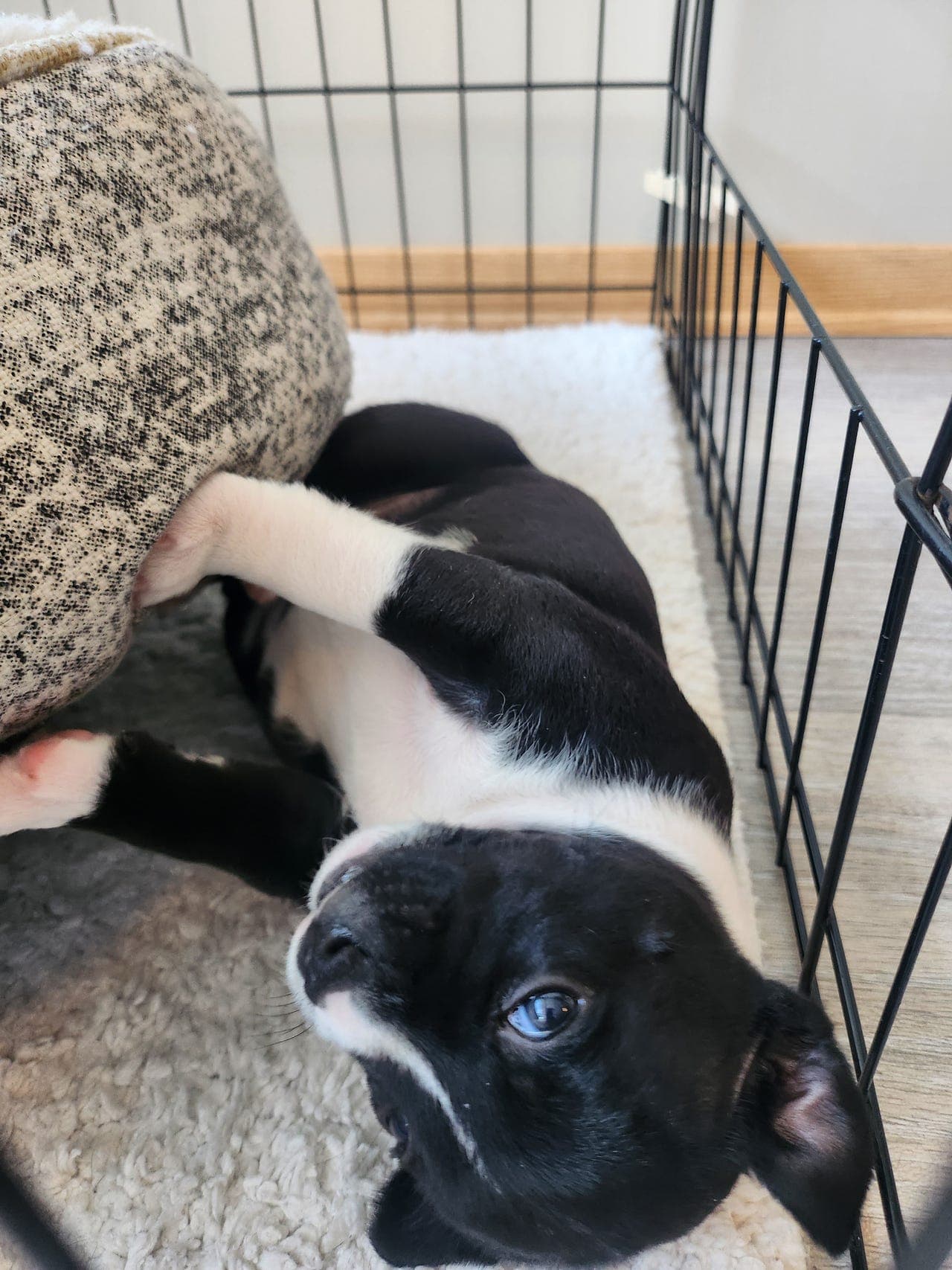 Staffordshire Bullterrier valper