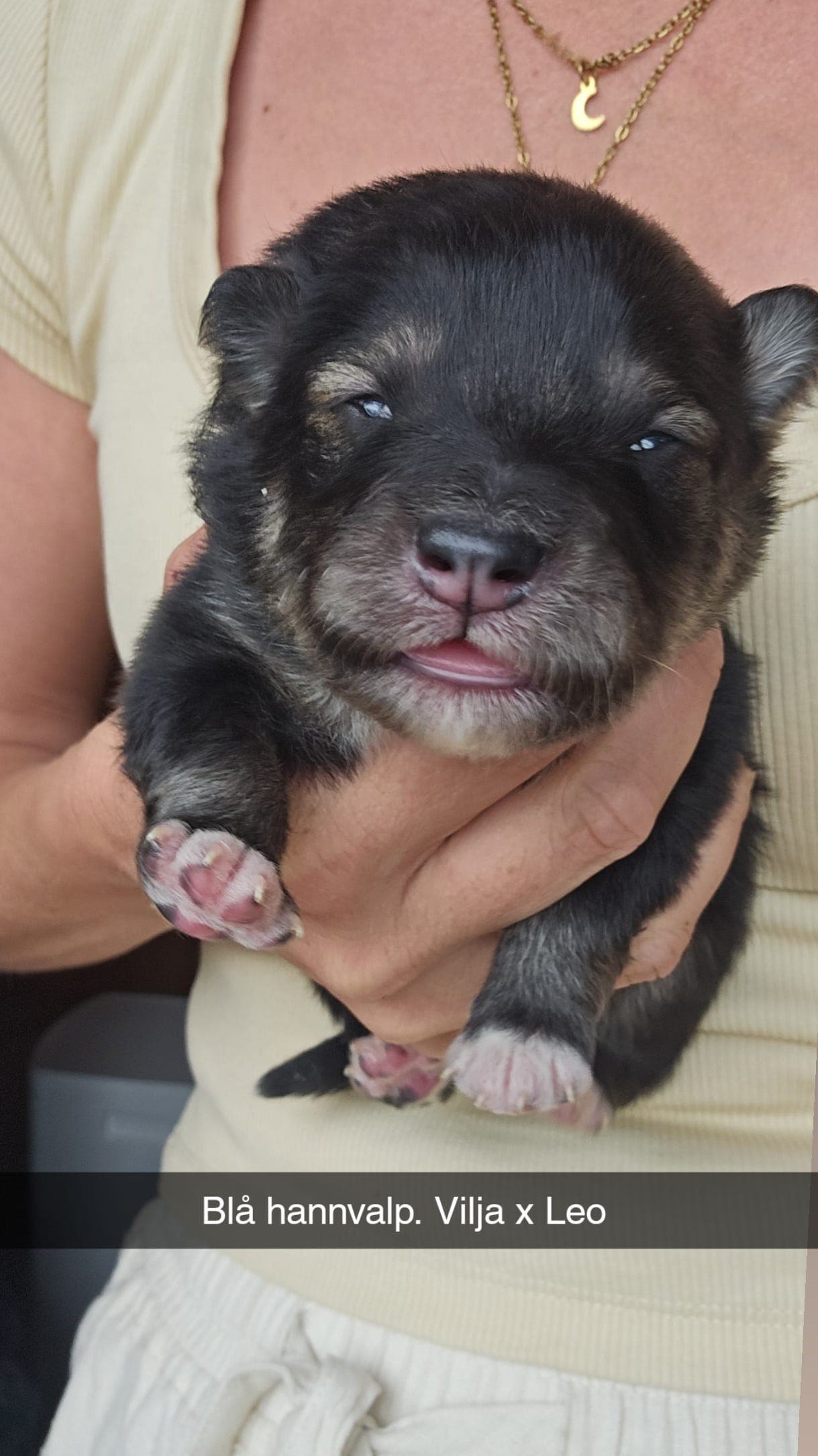 Finsk lapphund valper 🐶🩷