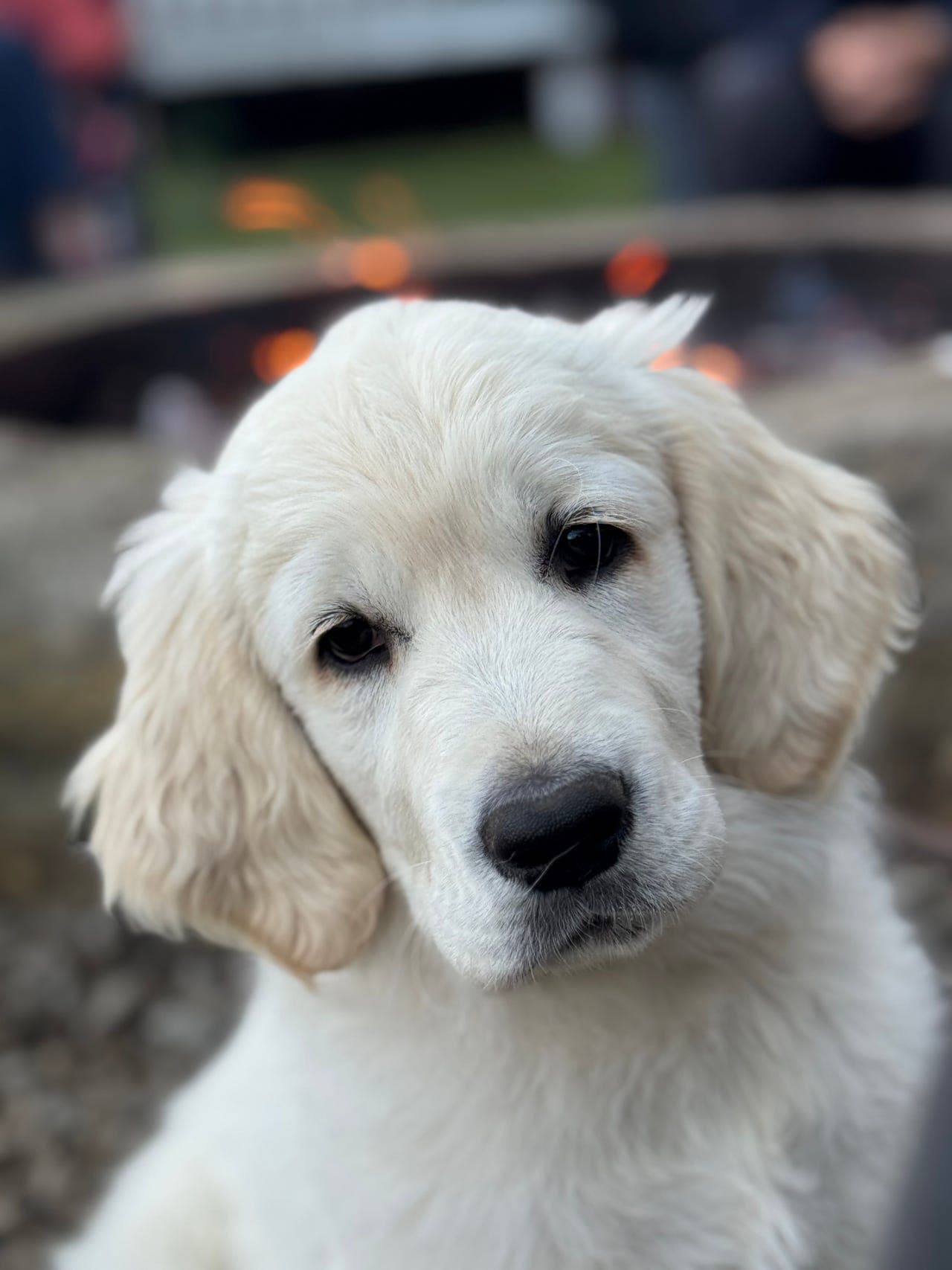 Golden Retriever valper til salgs