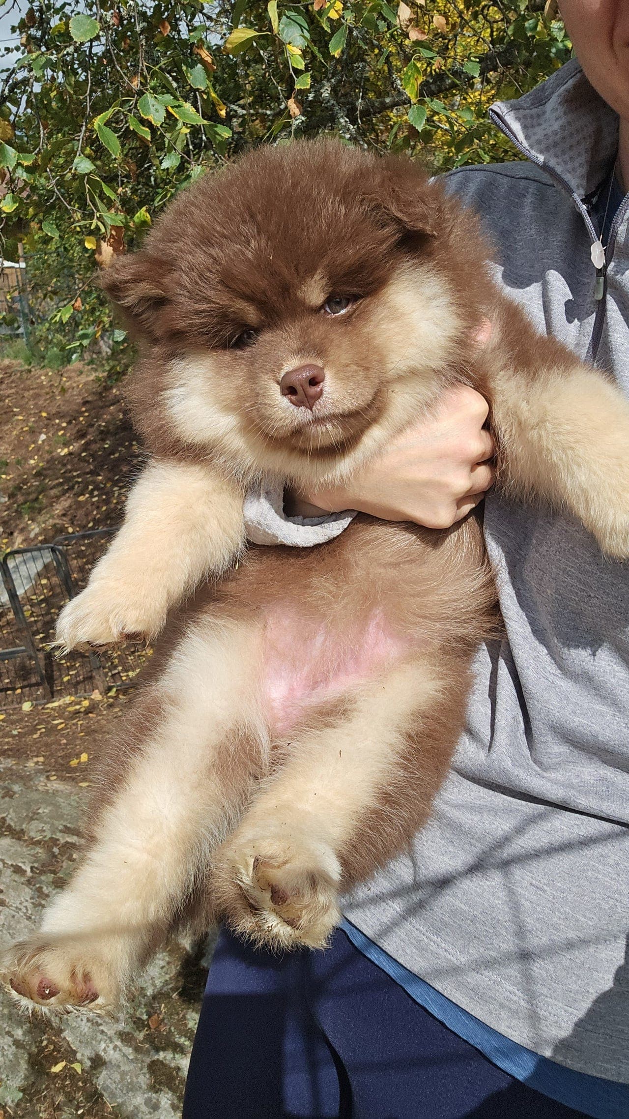 Fôrvert til Finsk lapphund tispe