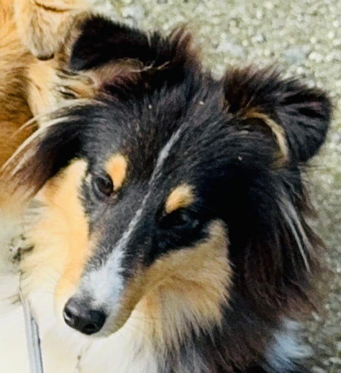Vakker Shetland Sheepdog valp selges
