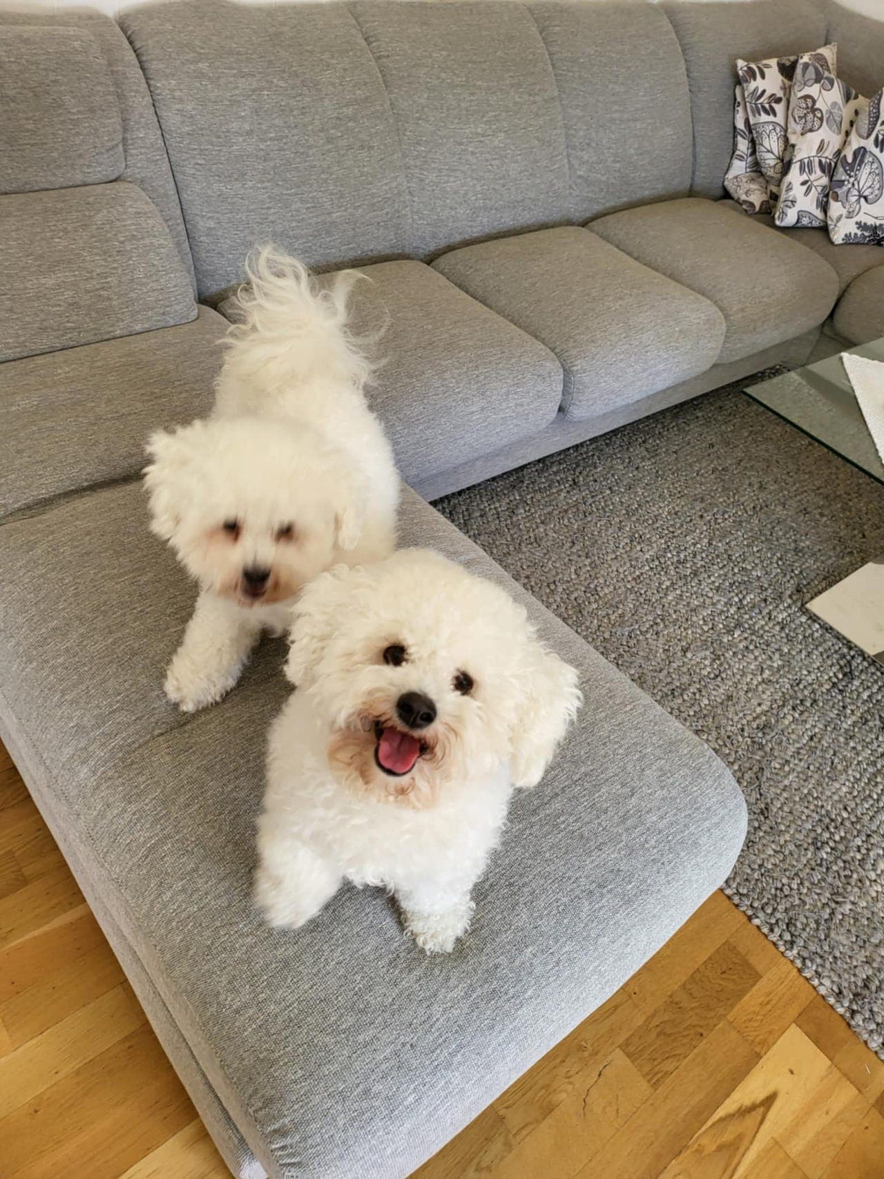 Bichon frise