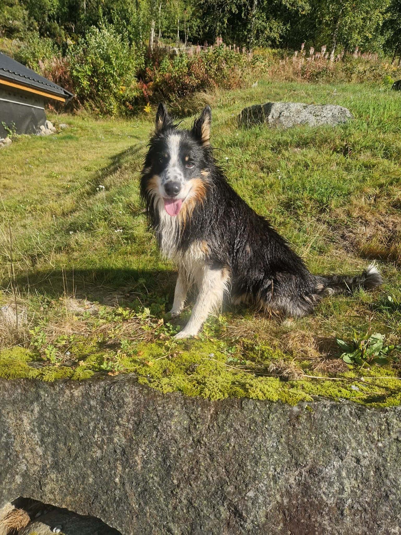 Eldre border collie søker omplassering