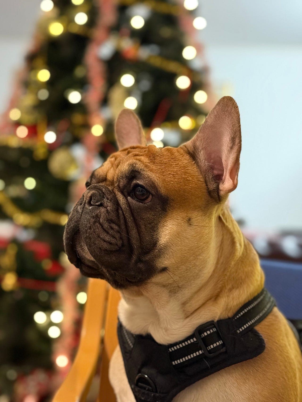 Fransk bulldog