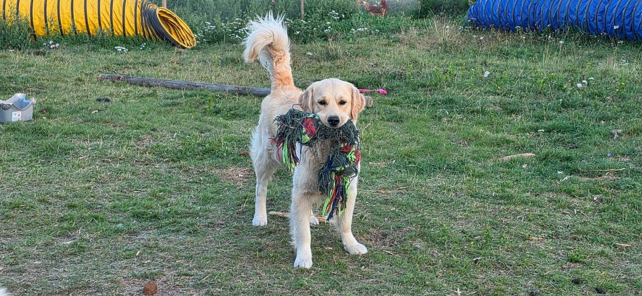 Golden retriever tispe