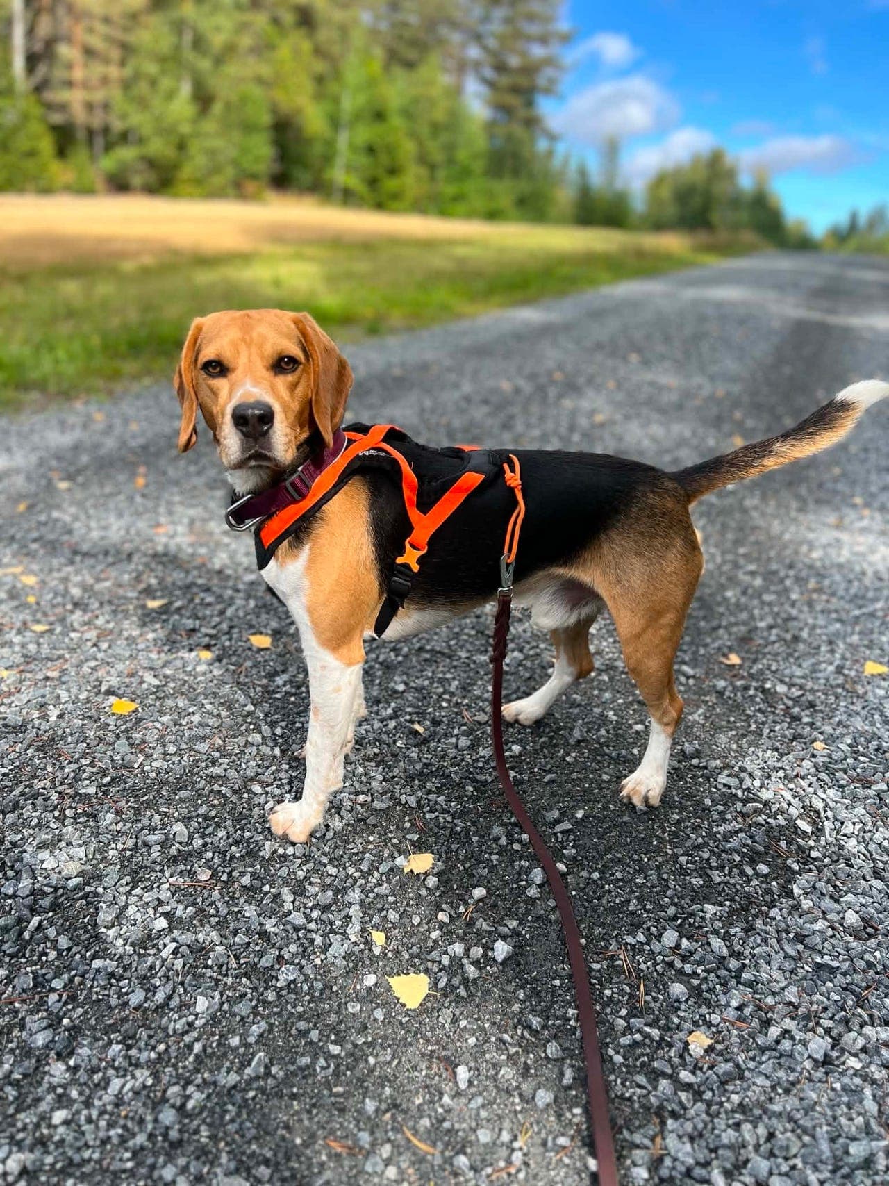 Amadeus 3år🐾