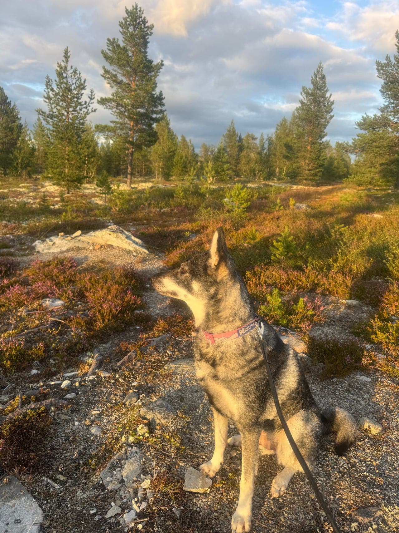 Jämthund tispe