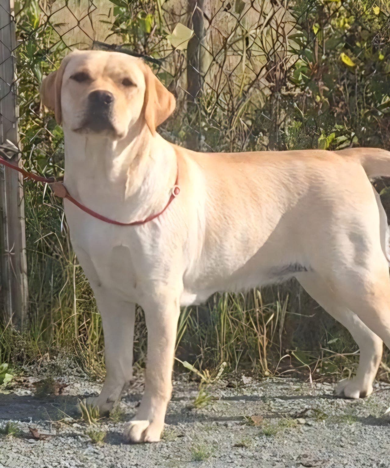 Forvert labrador retriever tispe
