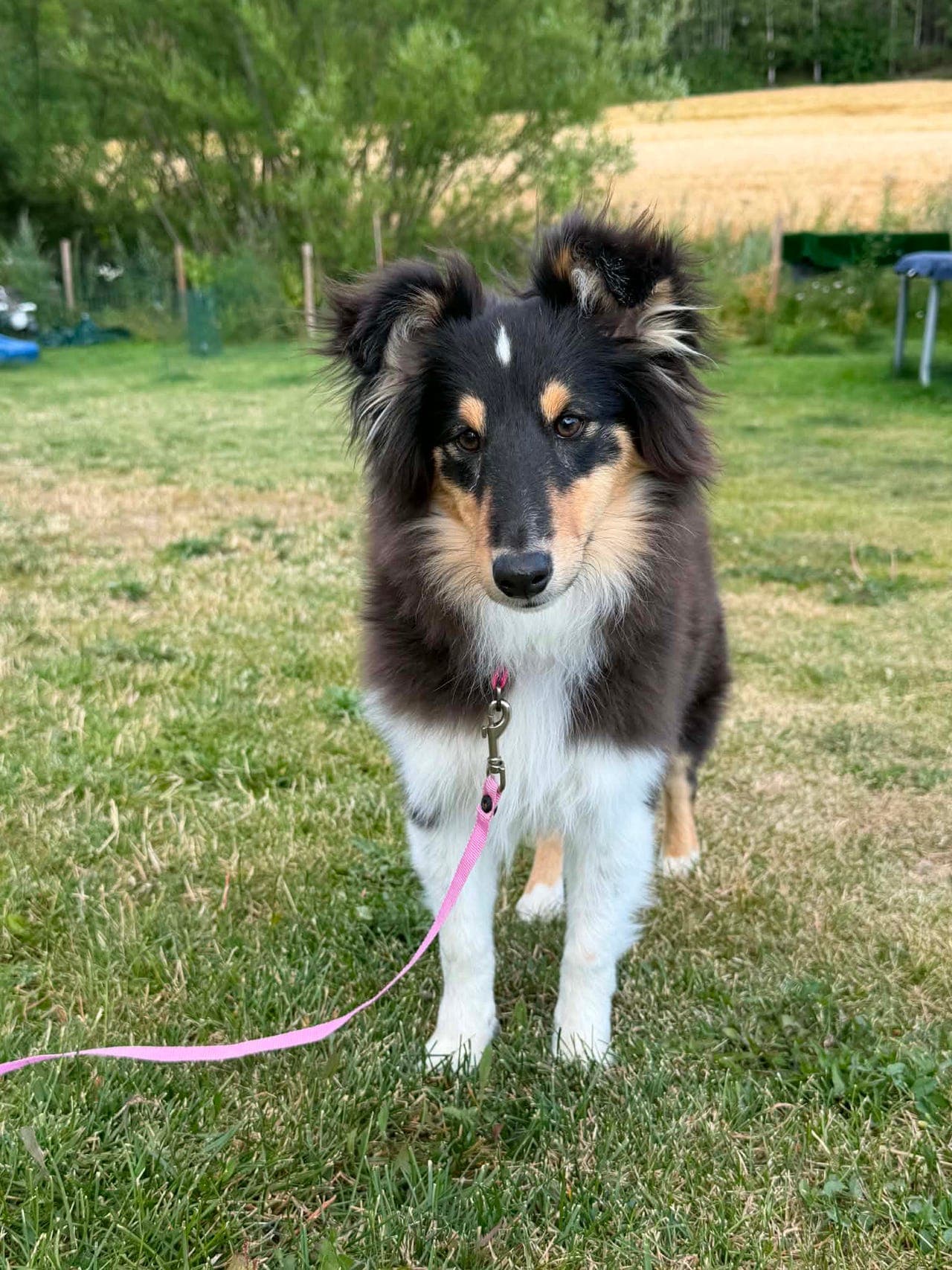 Shetland Sheepdog