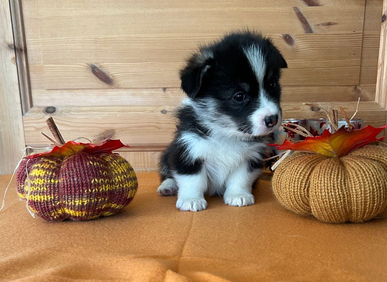WELSH CORGI PEMBROKE