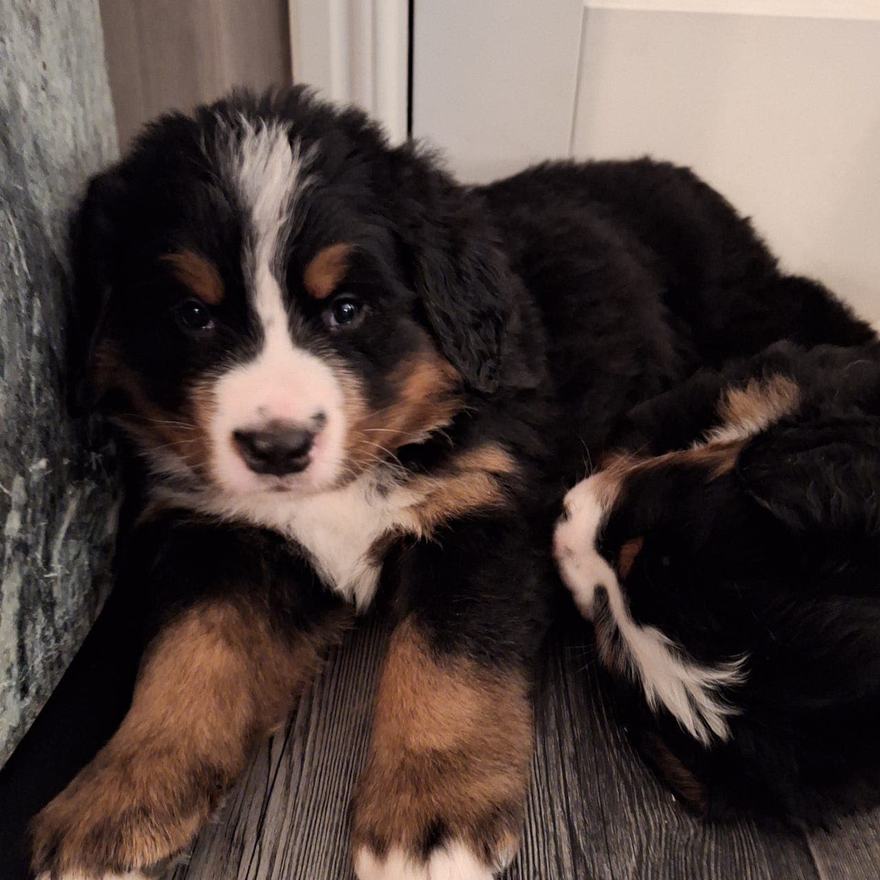 Berner Sennenvalper