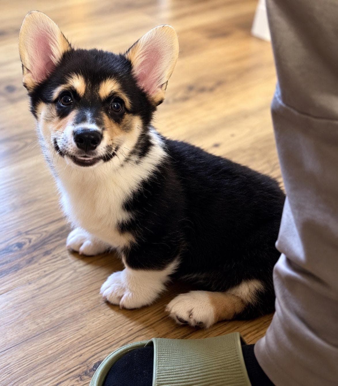 Welsh Corgi Pembroke – To hannvalper søker hjem