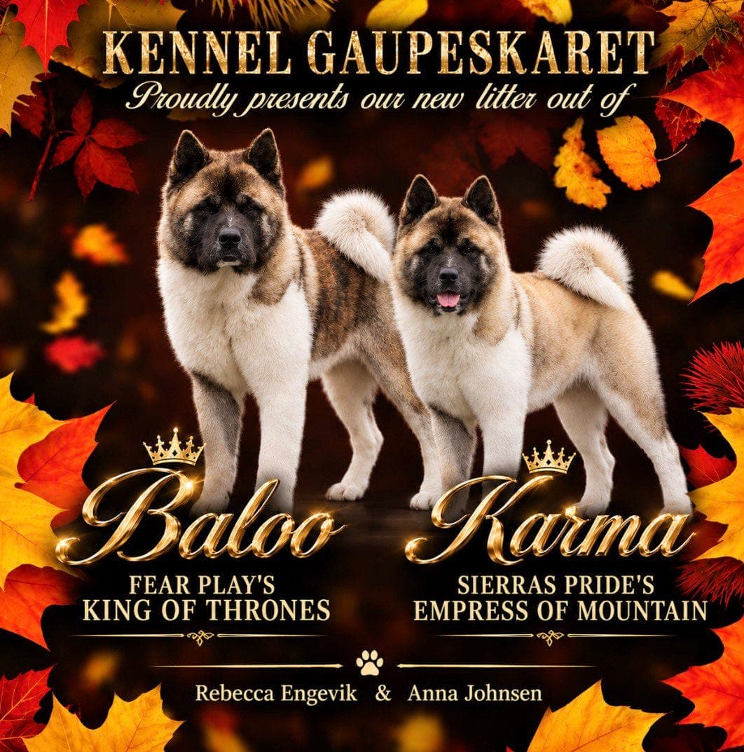 American Akita valper