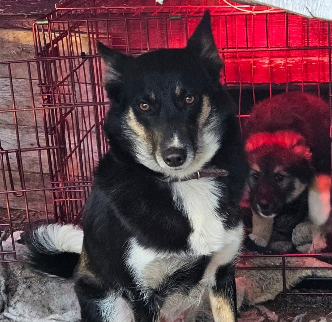 Lapsk Vallhund tispe omplasseres