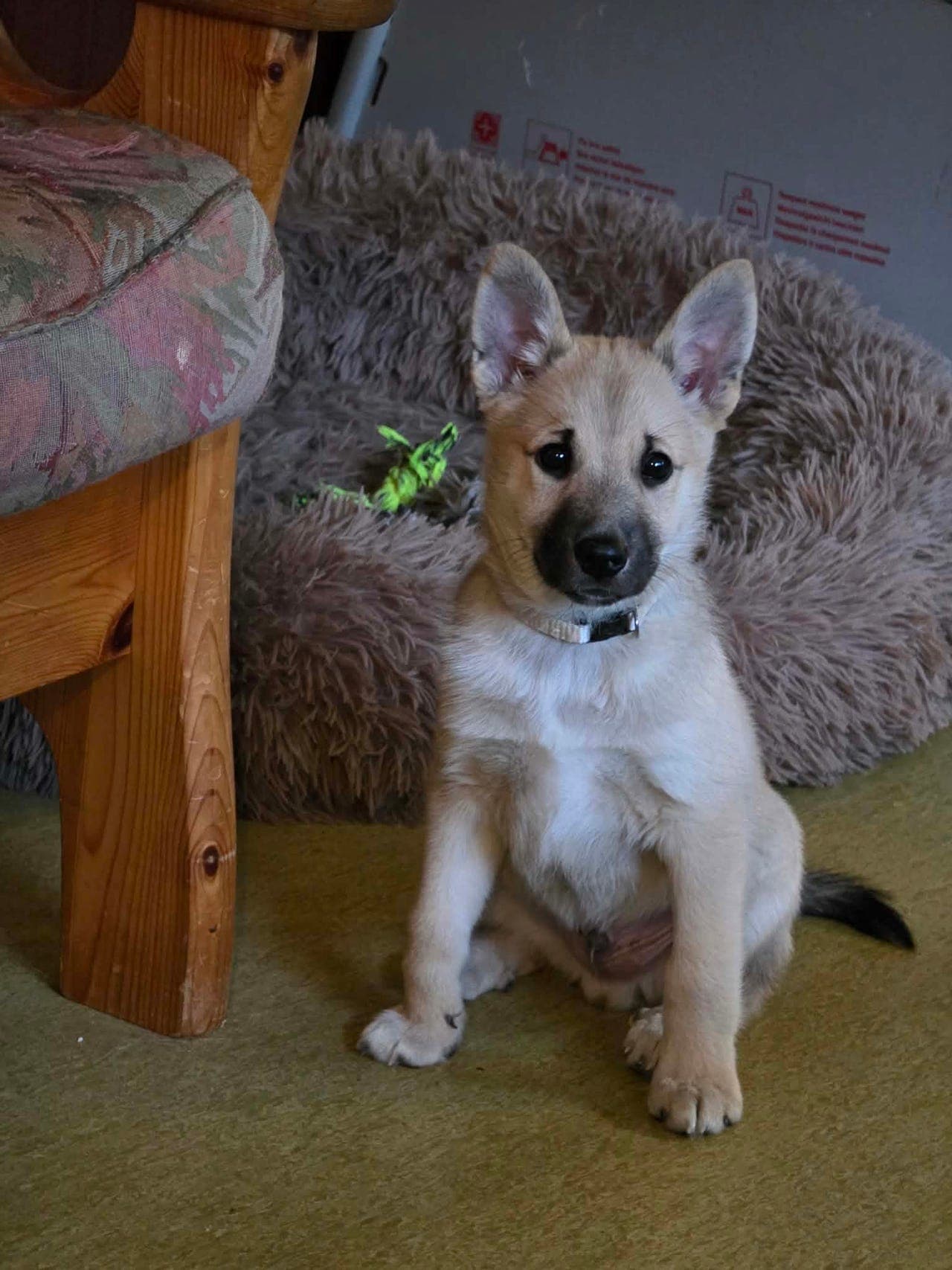 Norsk Buhund valp