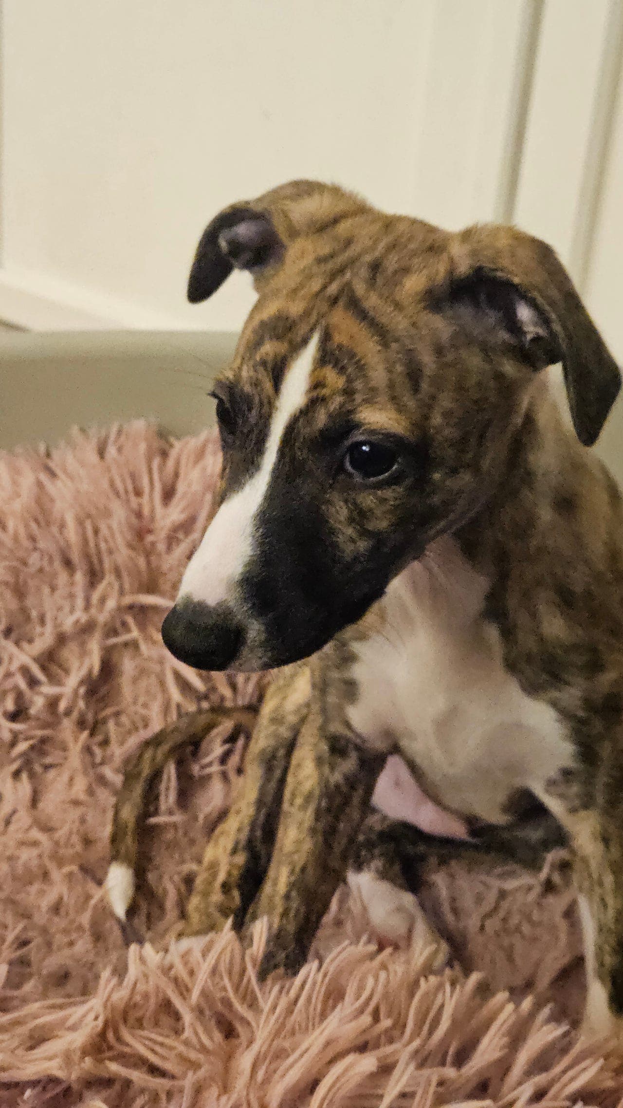 Nydelig whippet gutt