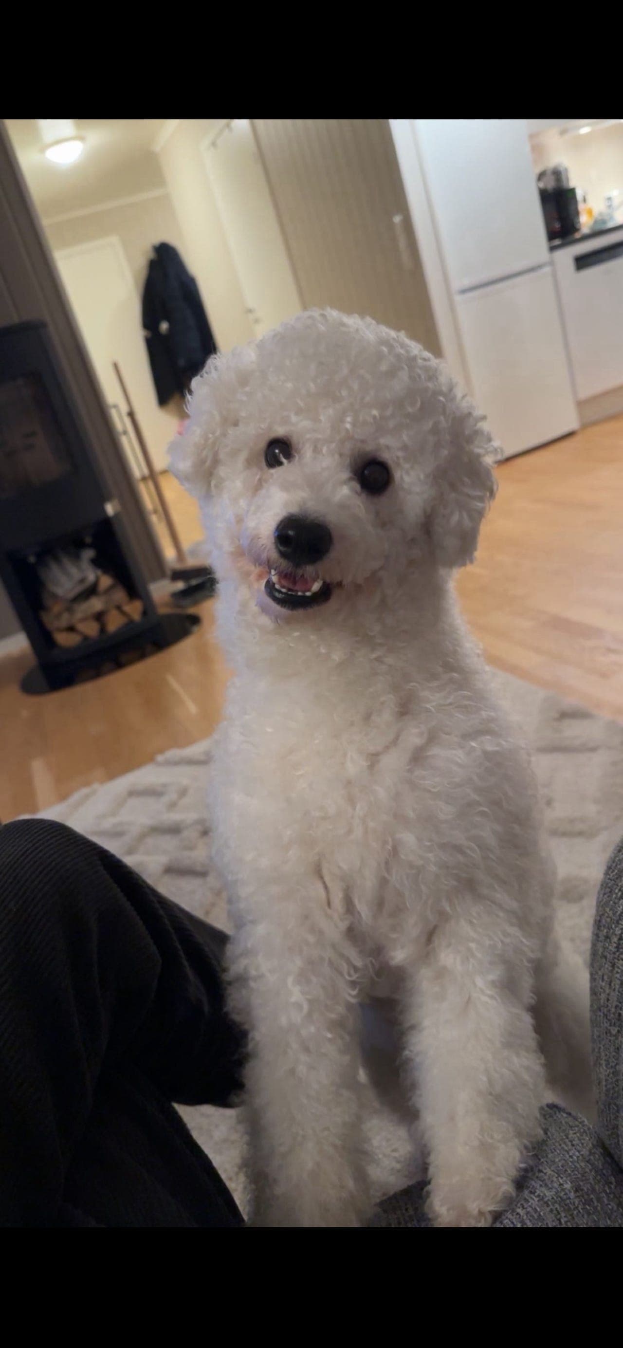 Bichon Frise
