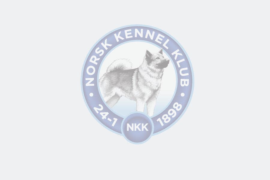 4 Valper - Cairn Terrier