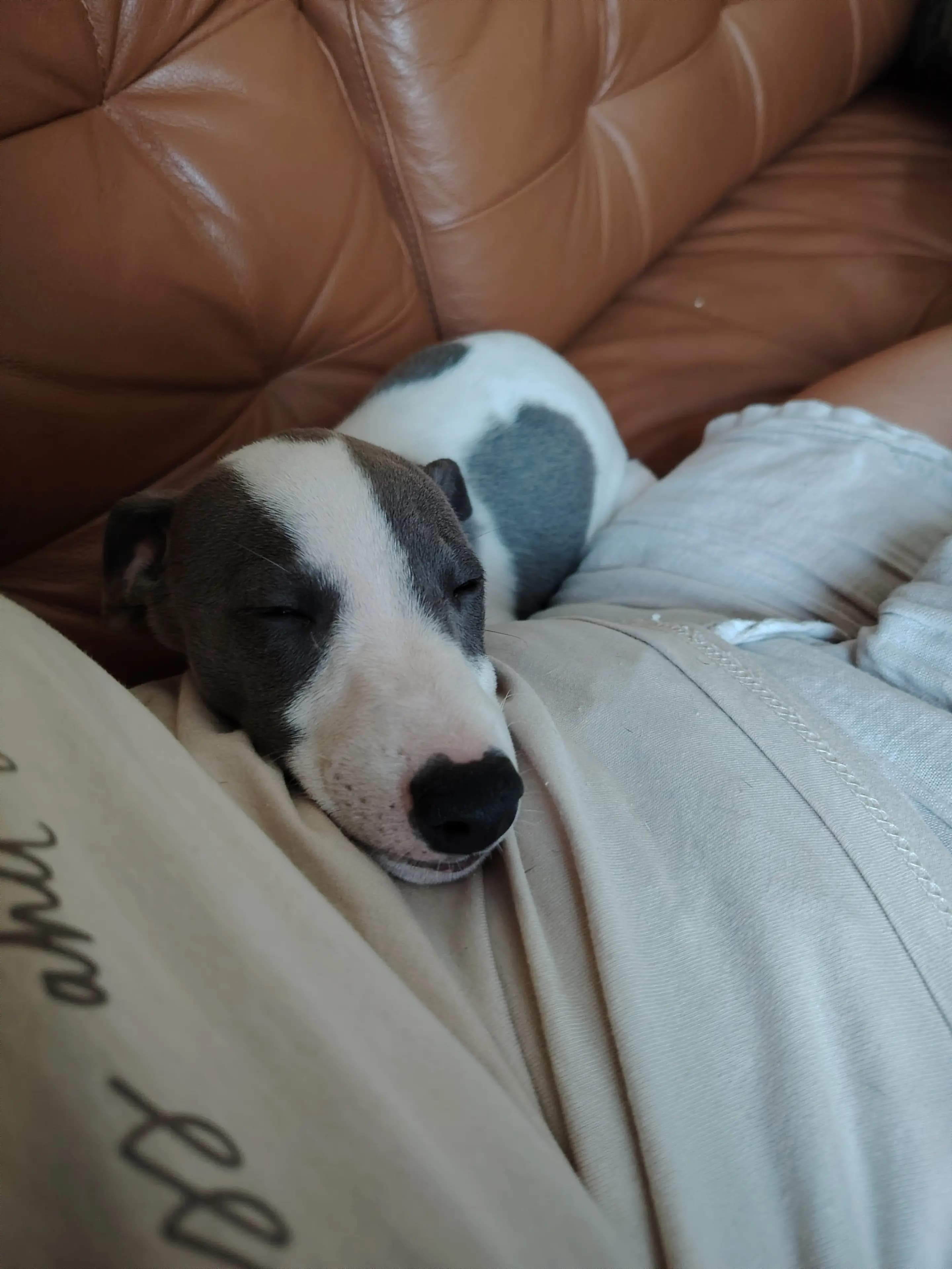 6 Valper - Whippet