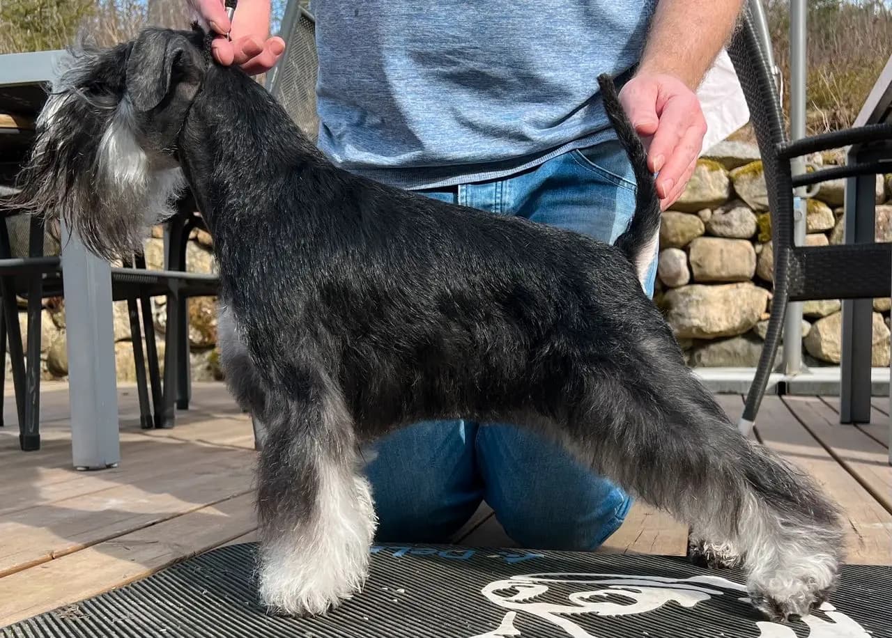 5 Valper - Dvergschnauzer Sort