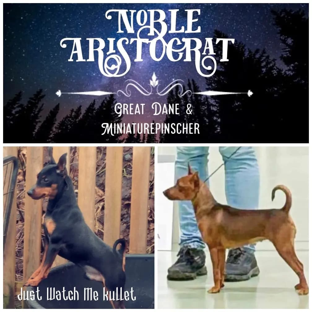 5 Valper - Dvergpinscher