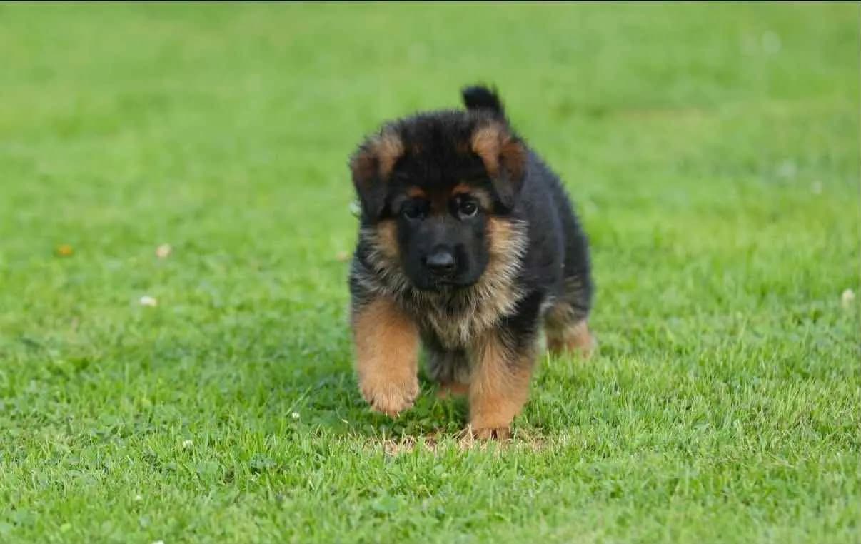 5 Valper - Schäferhund langhår