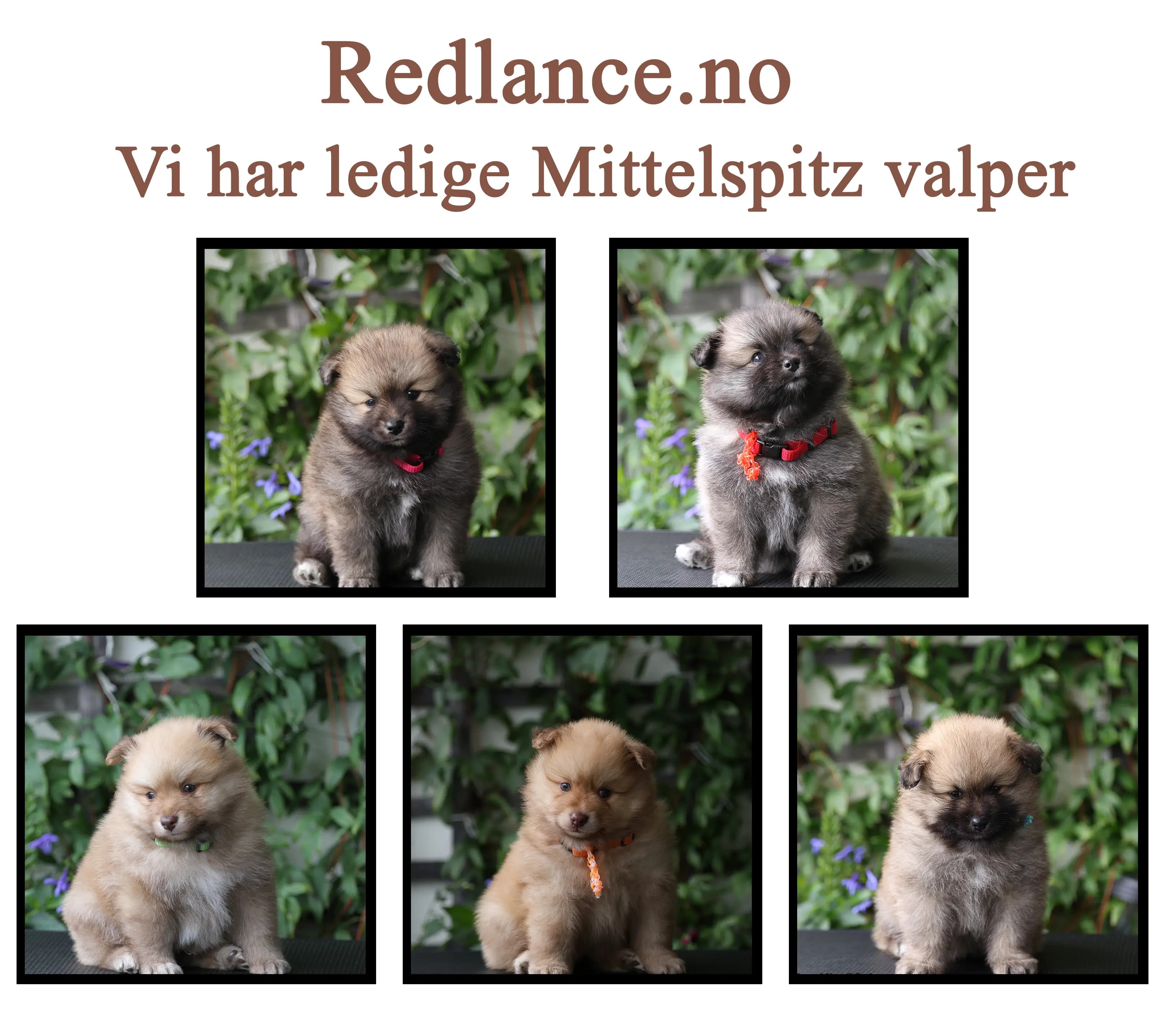 5 Valper - Mittelspitz