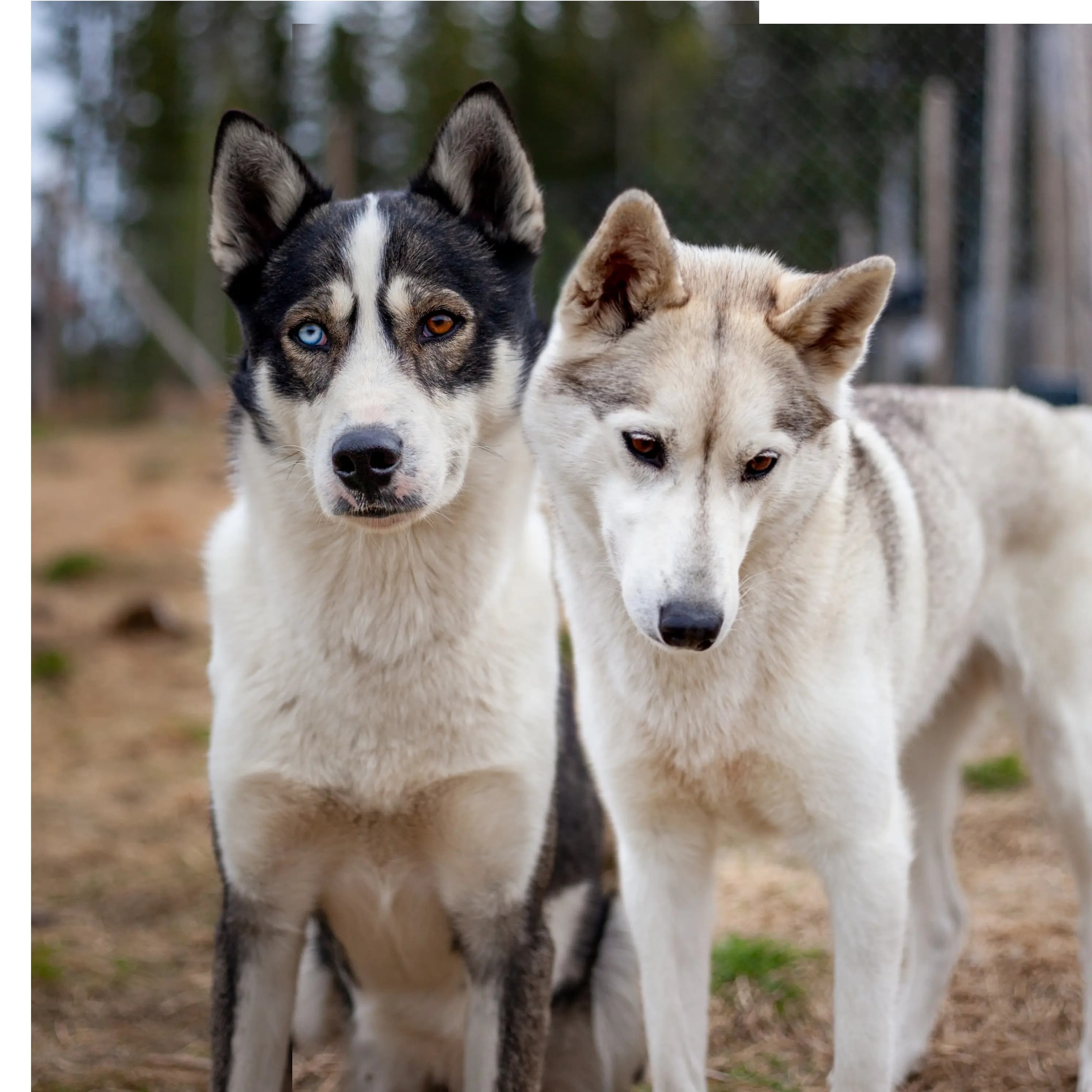 7 Valper - Siberian Husky