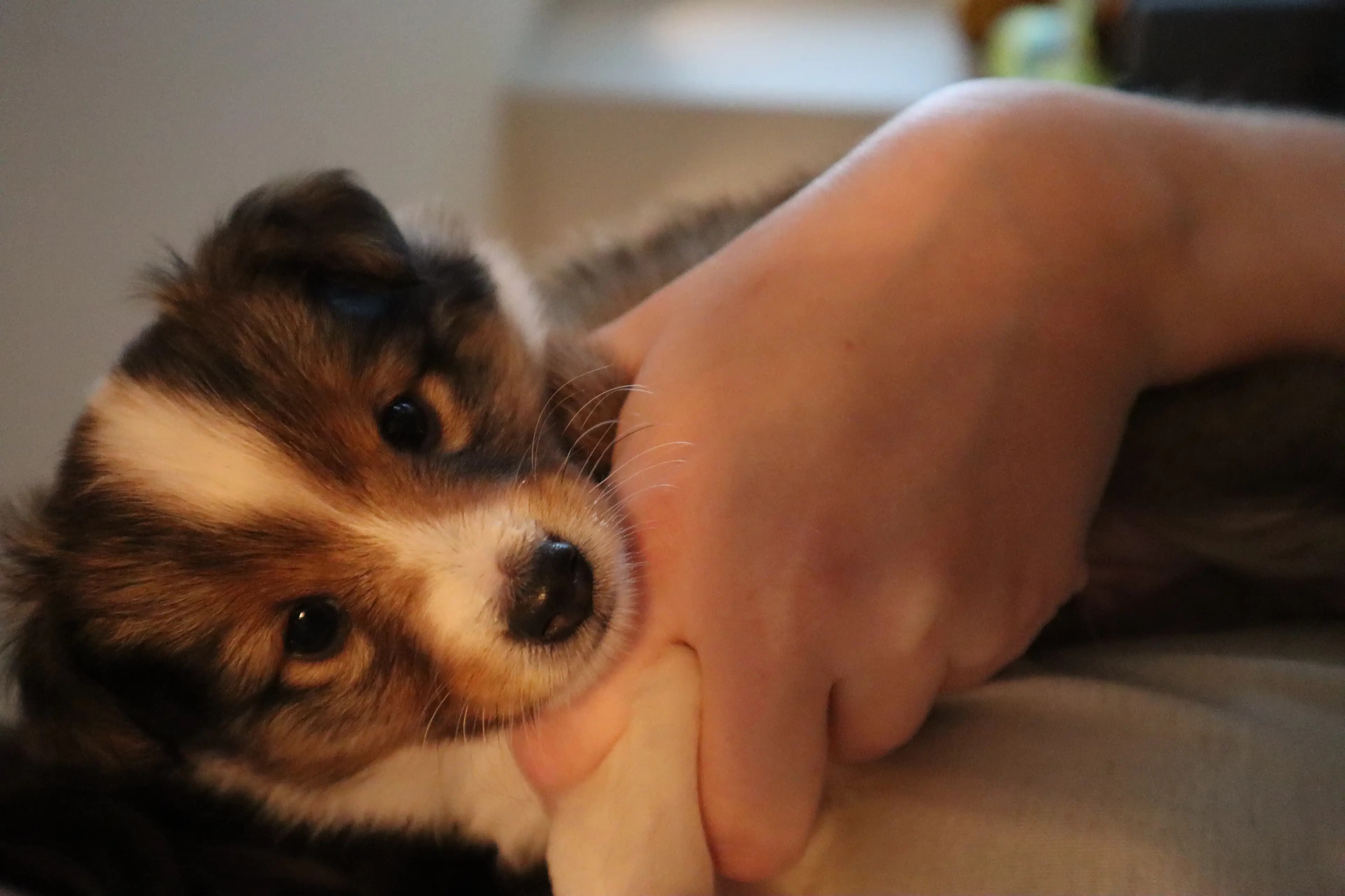 4 Valper - Shetland Sheepdog