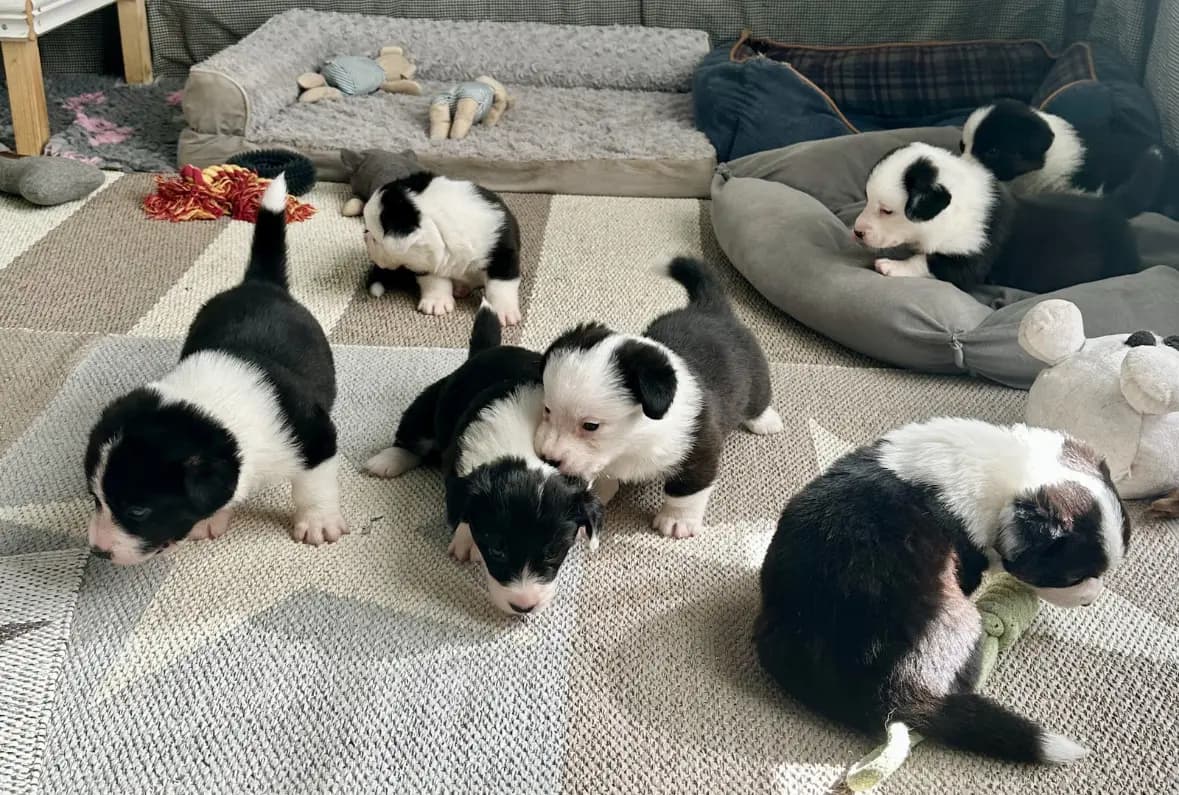 8 Valper - Welsh Corgi Cardigan