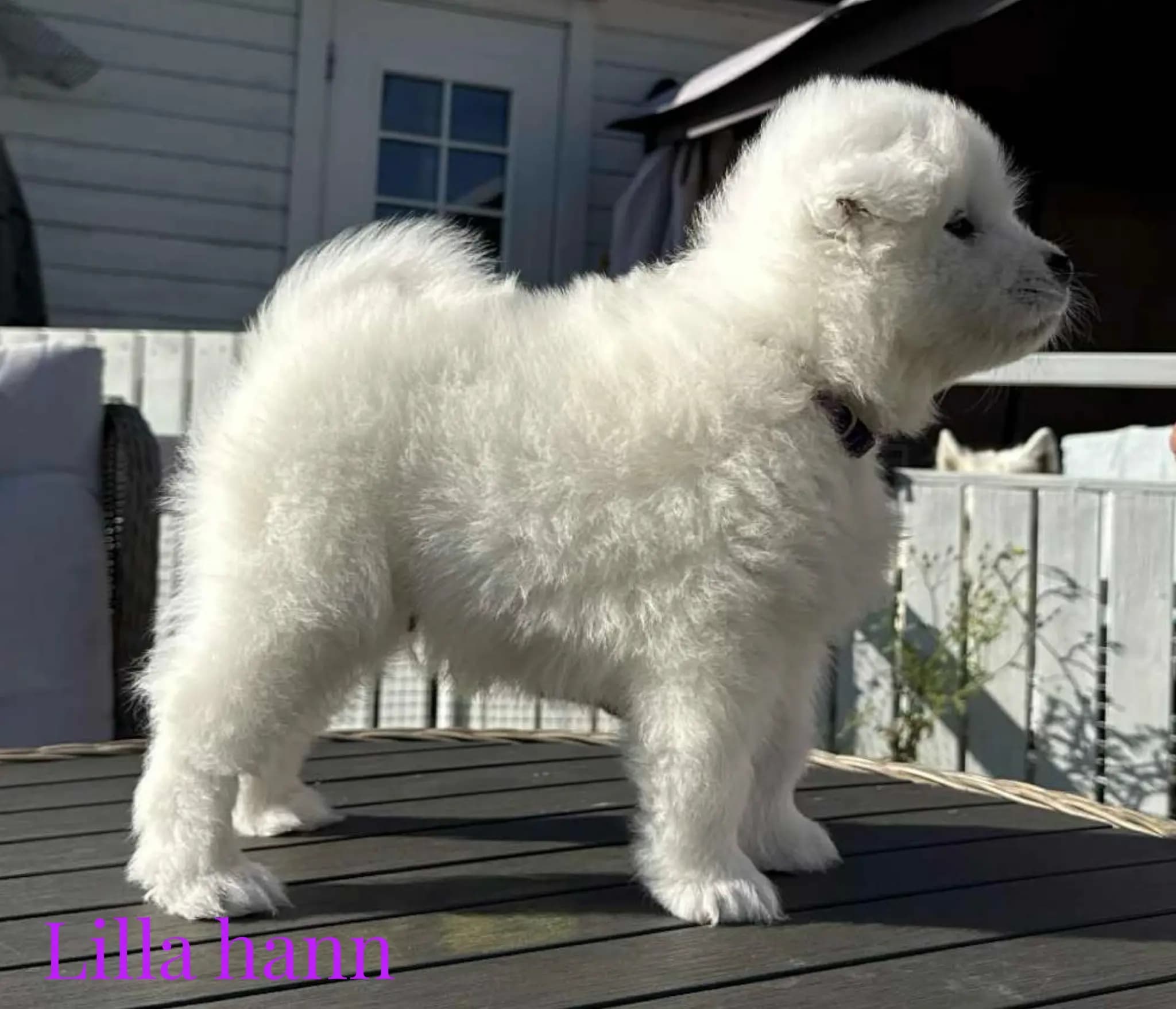6 Valper - Samojedhund