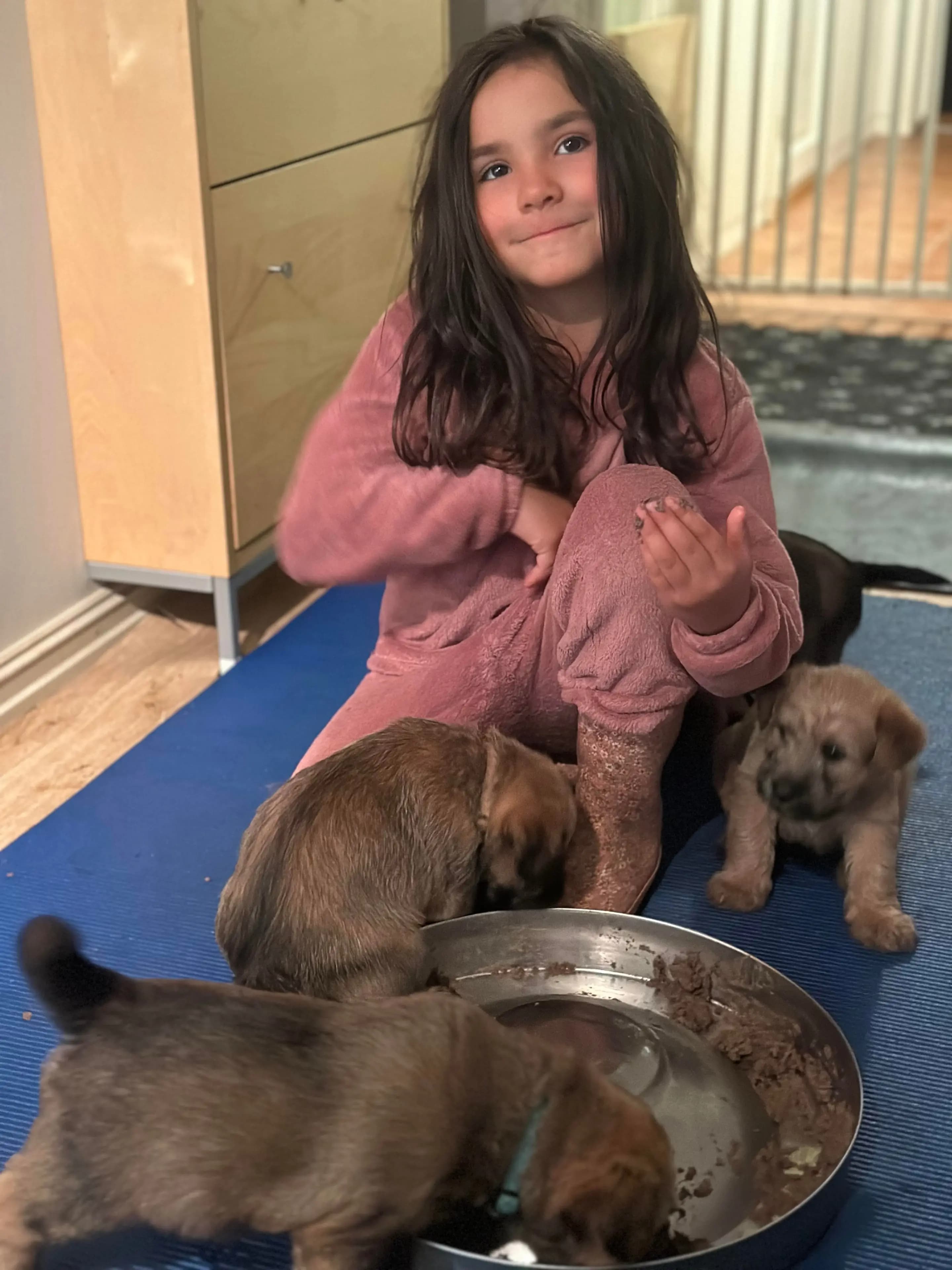 8 Valper - Irish Softcoated Wheaten Terrier