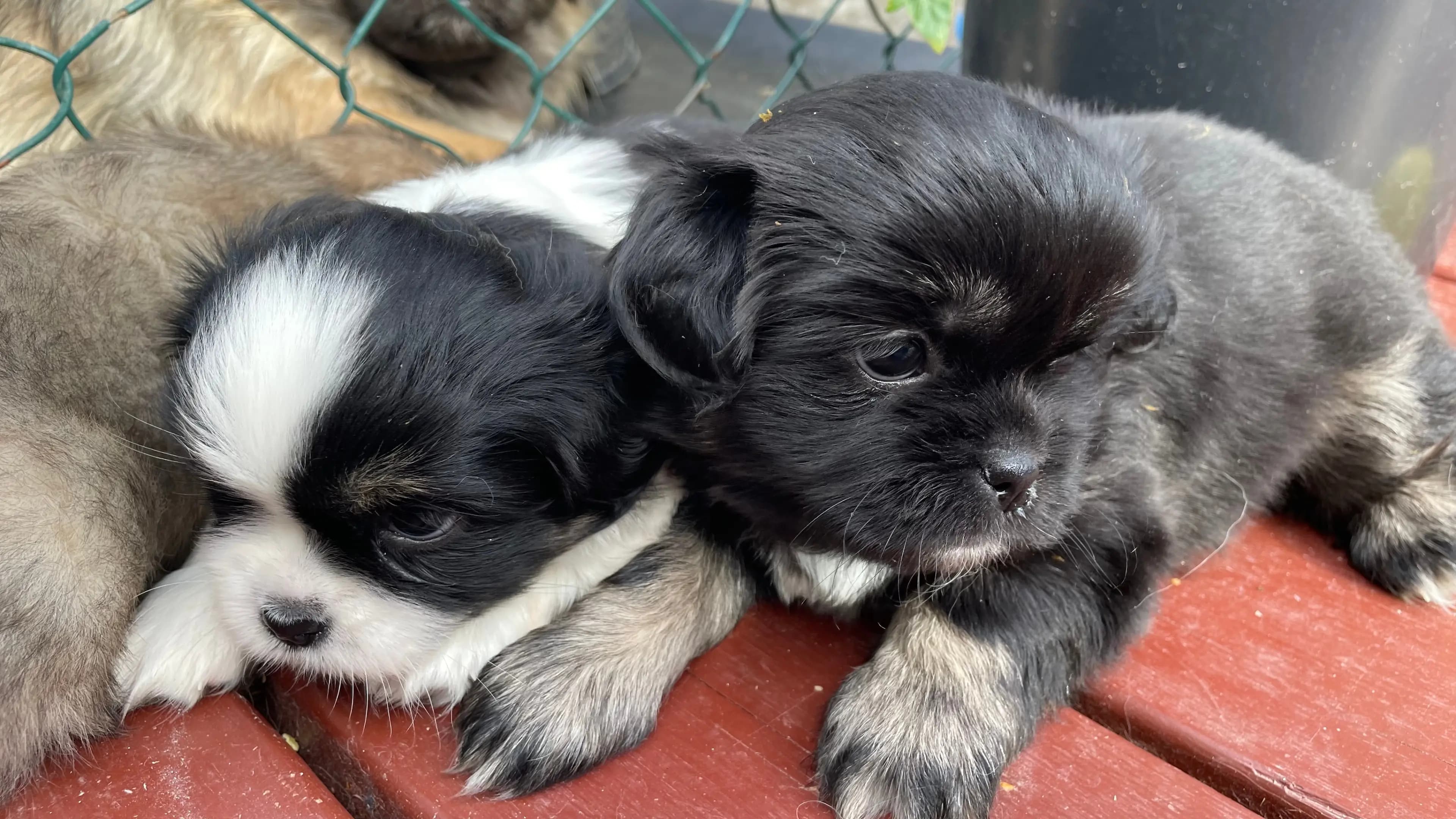 4 Valper - Tibetansk Spaniel