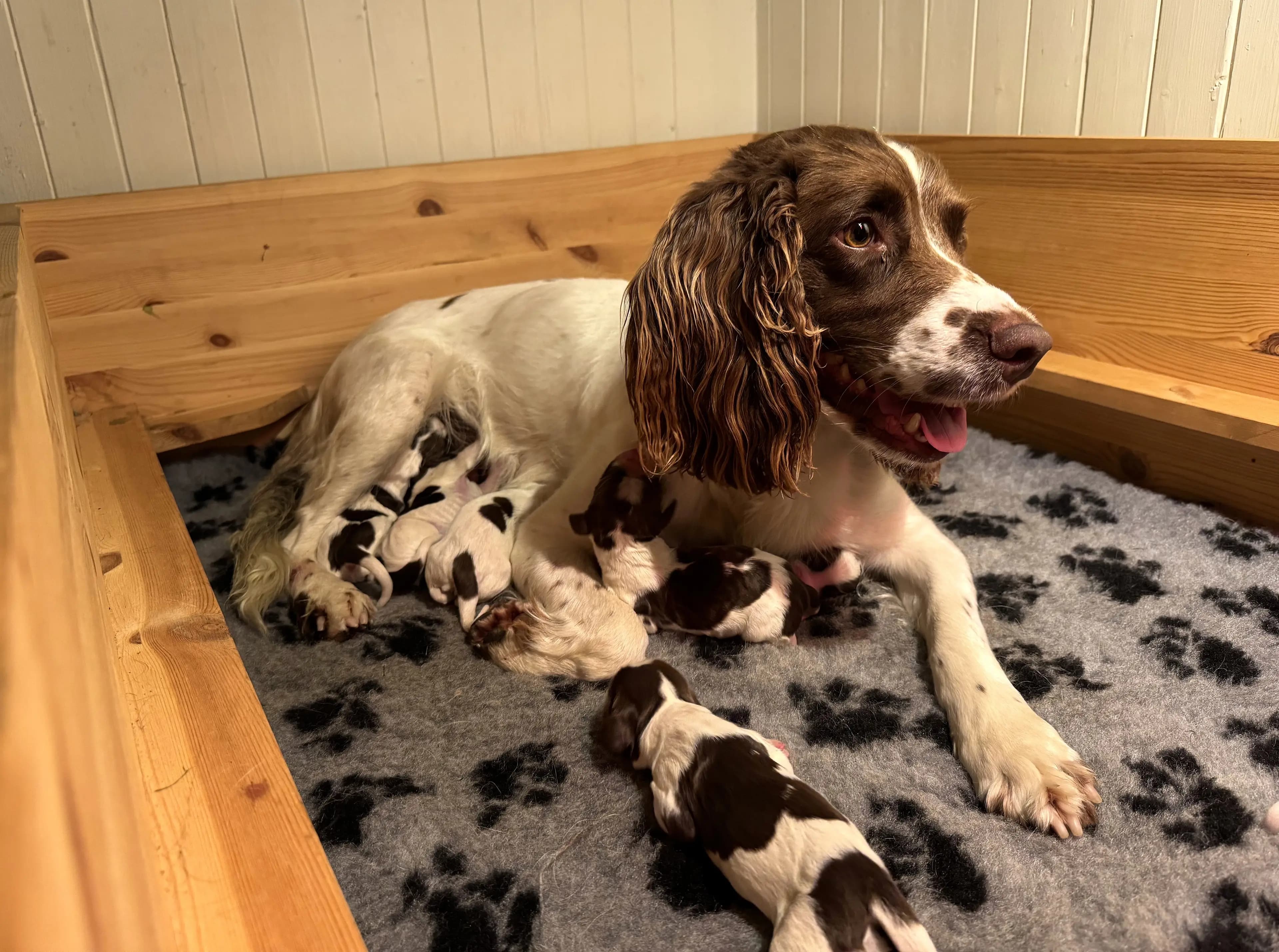 7 Valper - Engelsk Springer Spaniel
