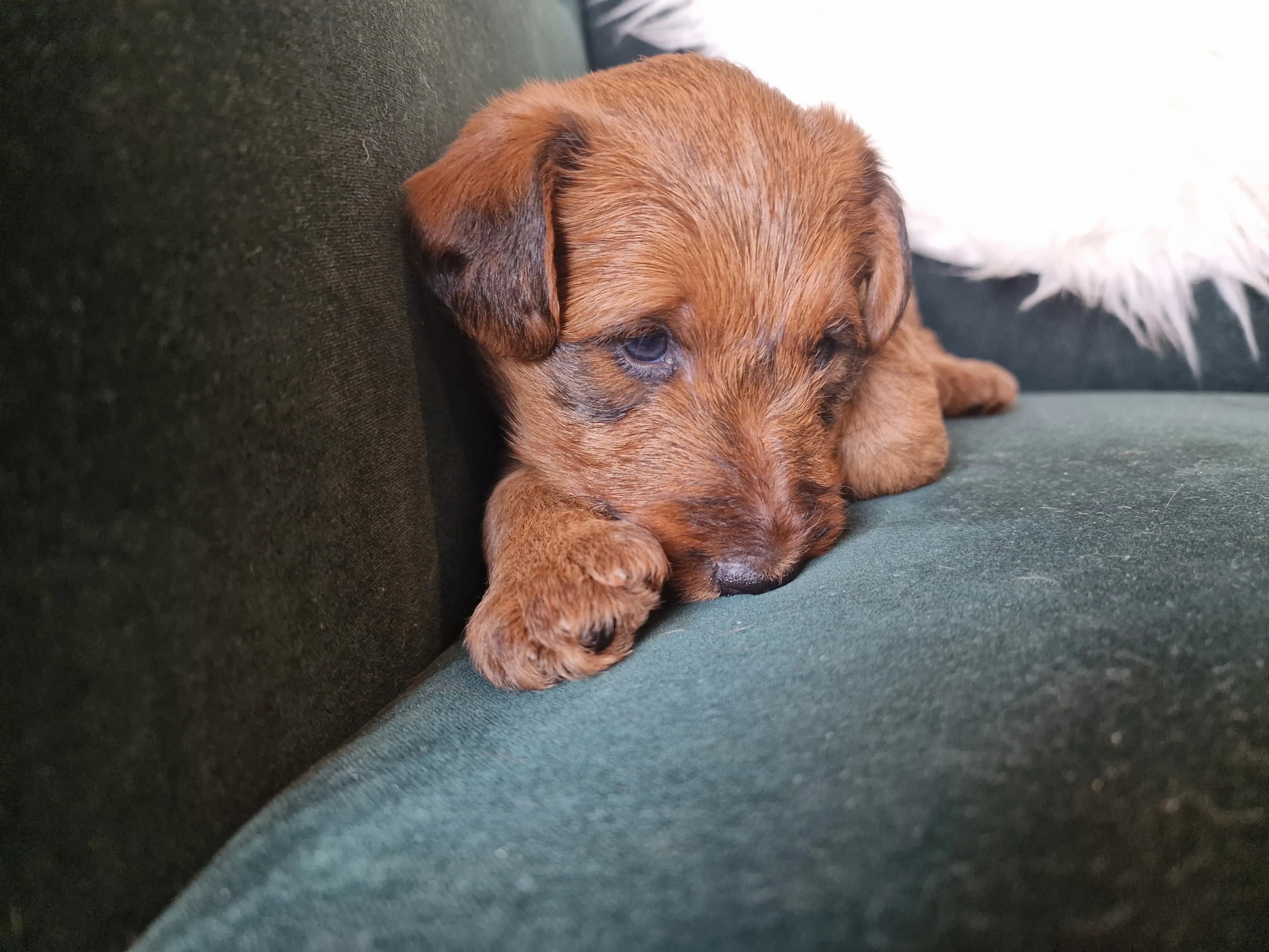 4 Valper - Irsk Terrier