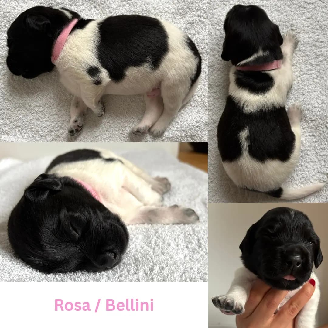 7 Valper - Stabijhoun