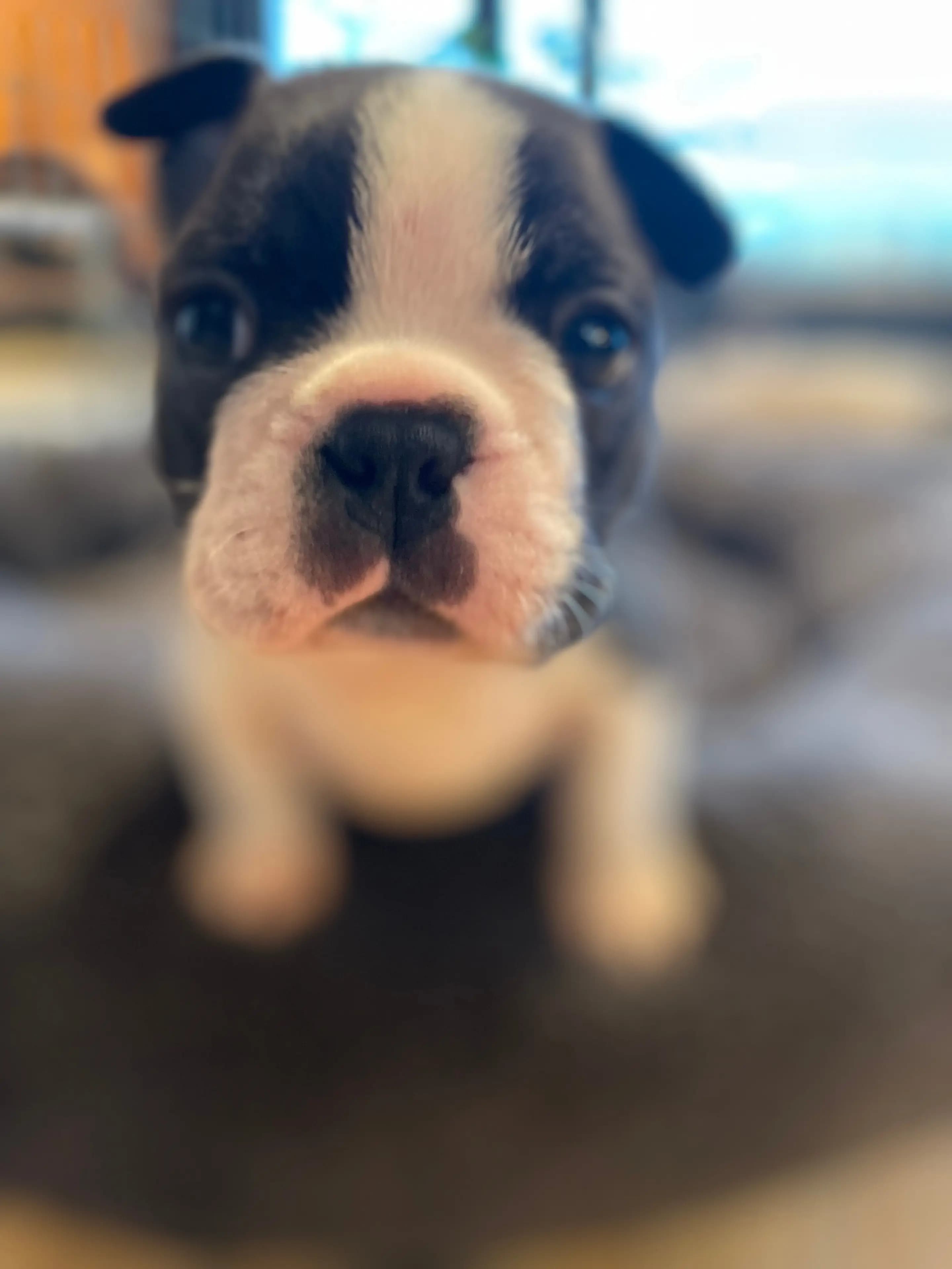 5 Valper - Boston Terrier