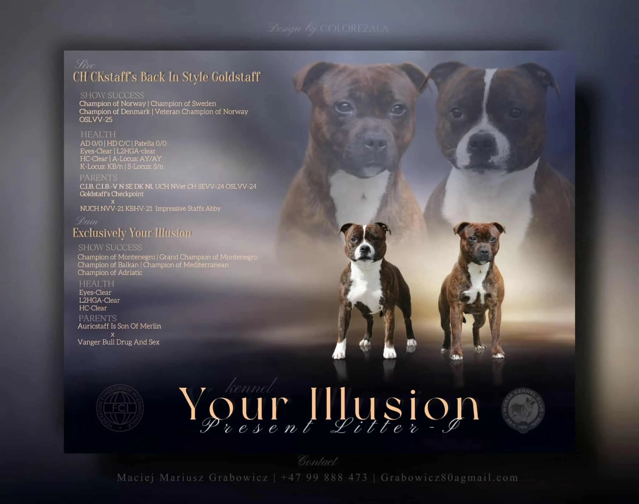 2 Valper - Staffordshire Bull Terrier