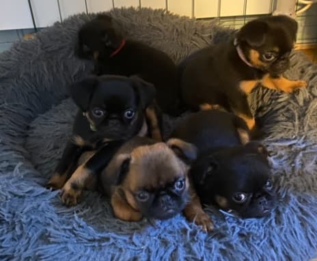 5 Valper - Petit Brabancon