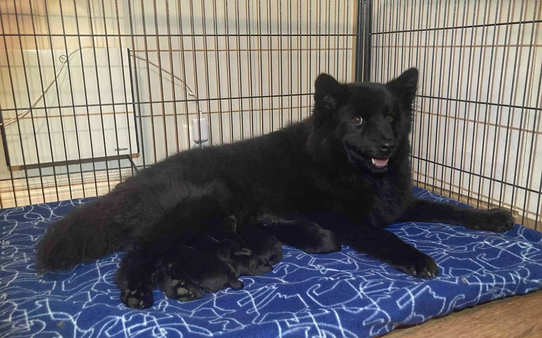 5 Valper - Svensk Lapphund