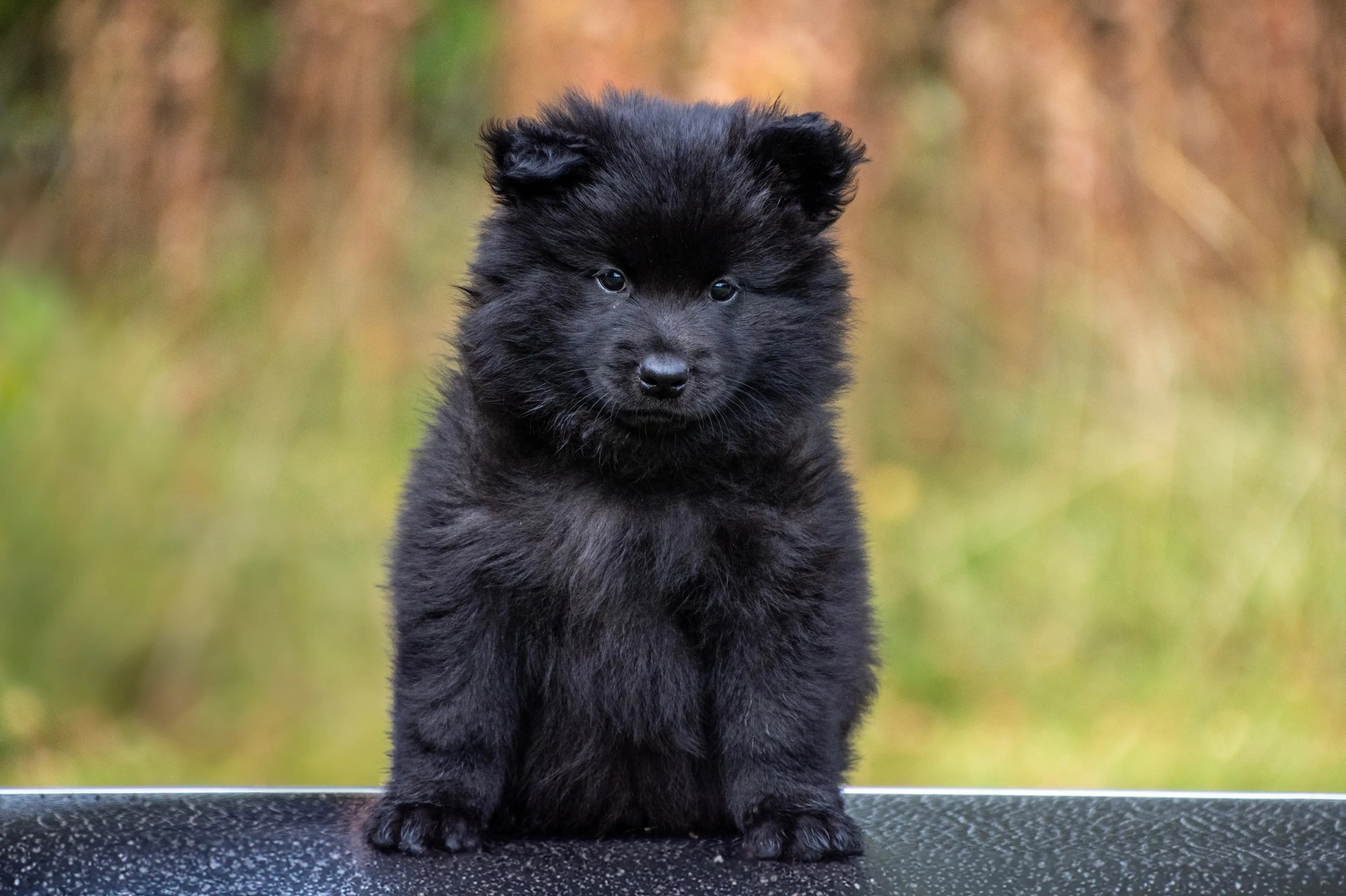 6 Valper - Svensk Lapphund