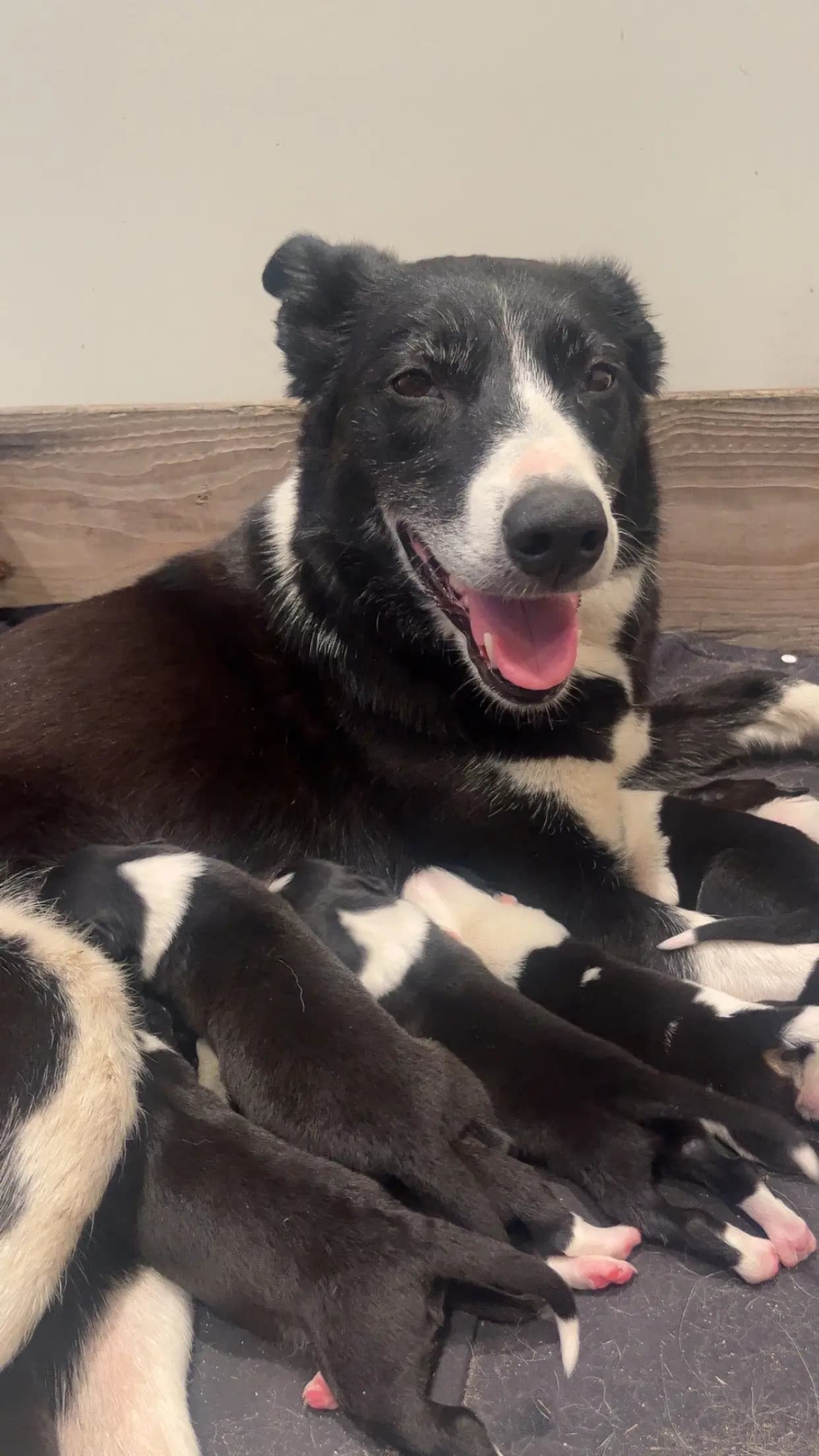 8 Valper - Border Collie