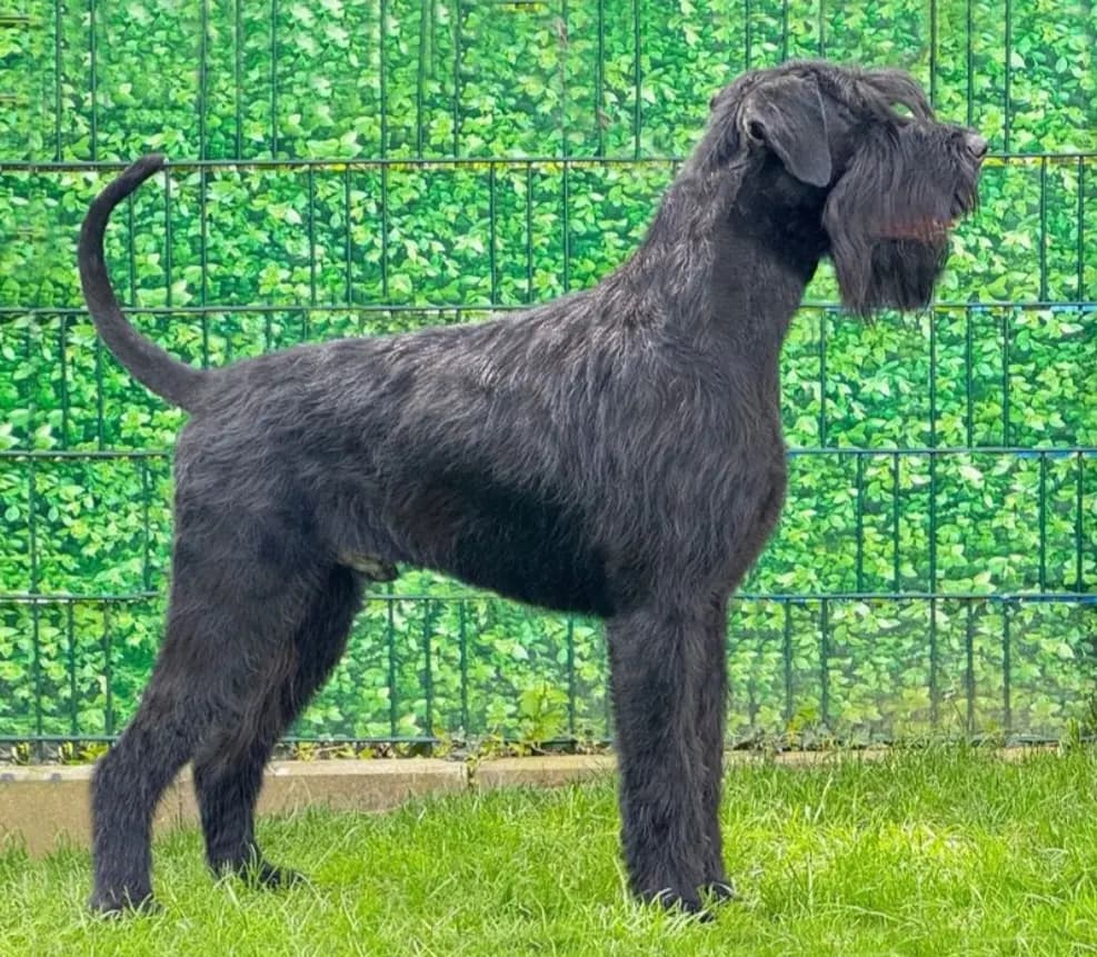 11 Valper - Riesenschnauzer Sort