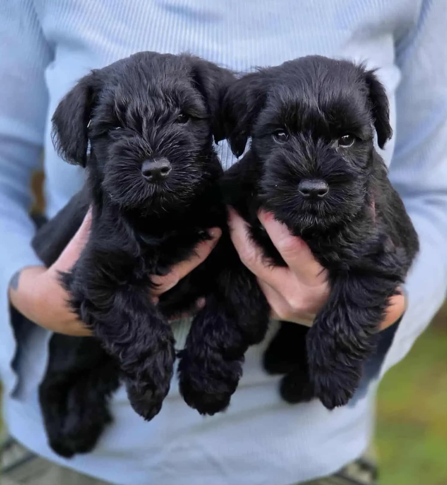 2 Valper - Dvergschnauzer Sort
