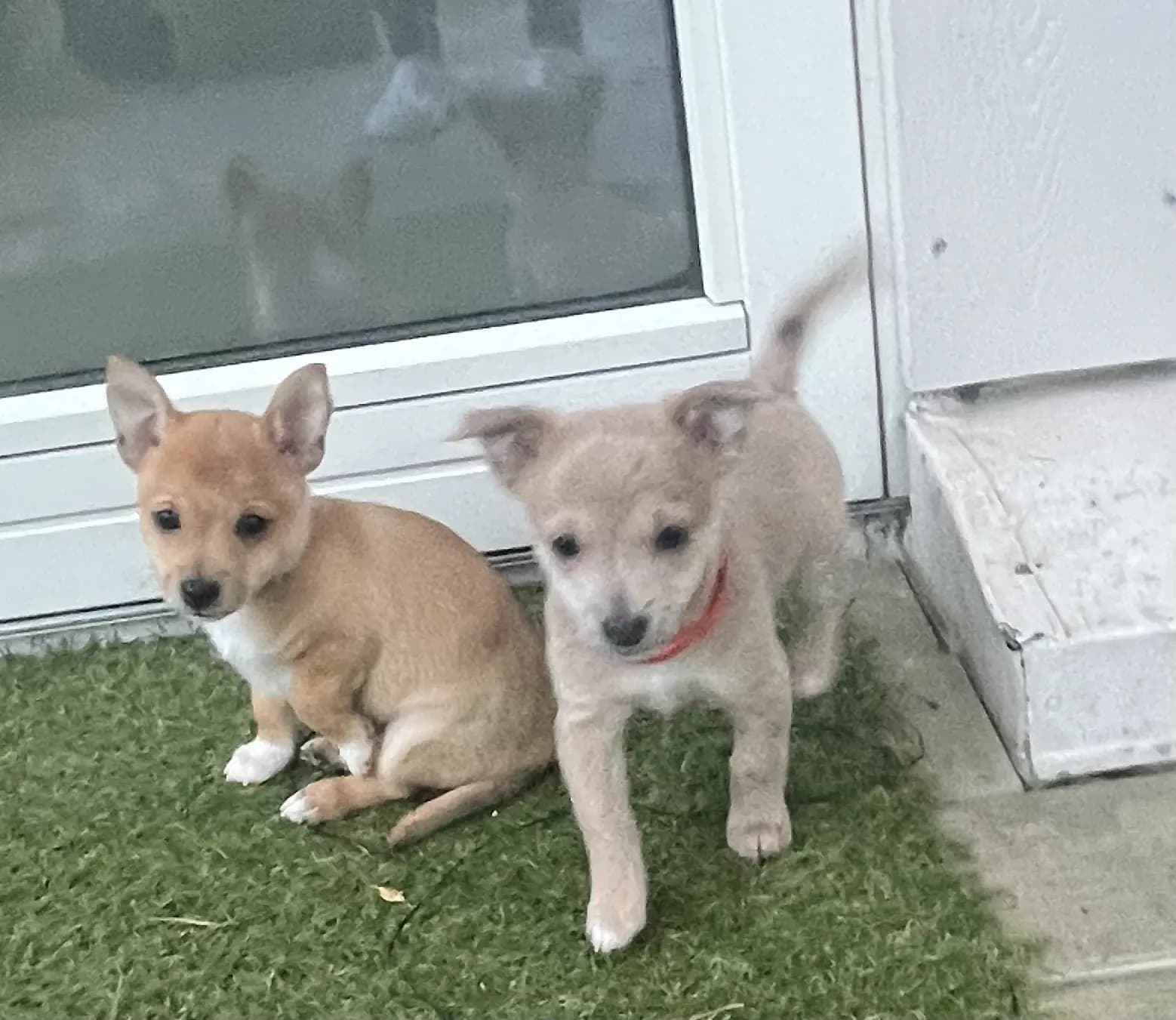 6 Valper - Podengo Portugues Liten Glatthåret