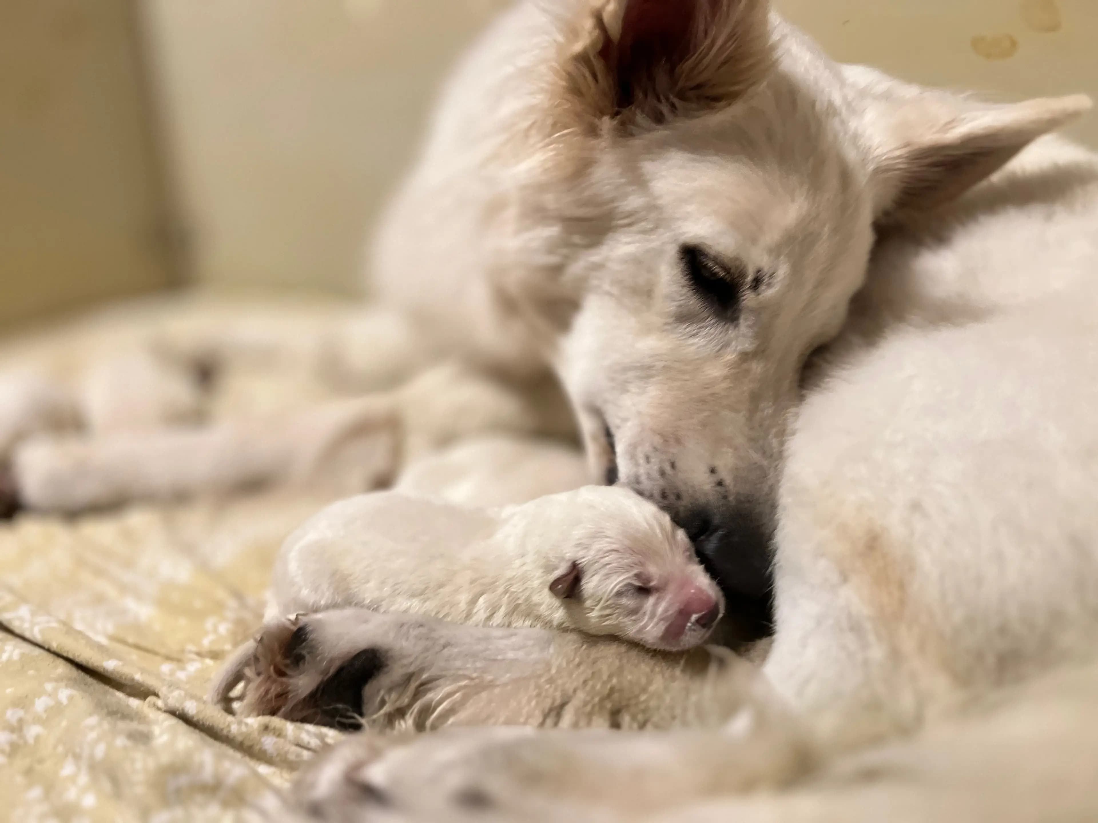 7 Valper - Hvit Gjeterhund