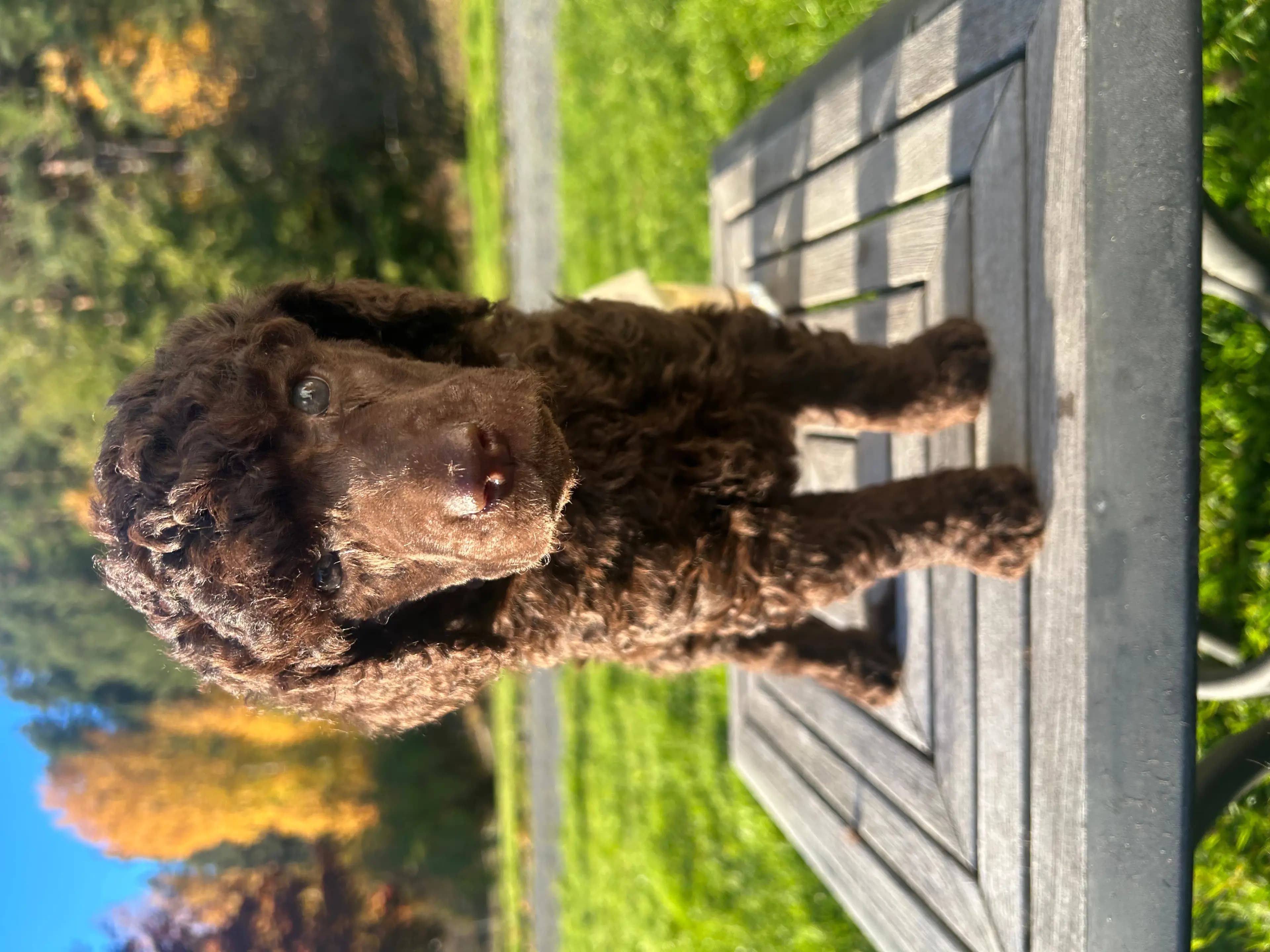 6 Valper - Stor Puddel